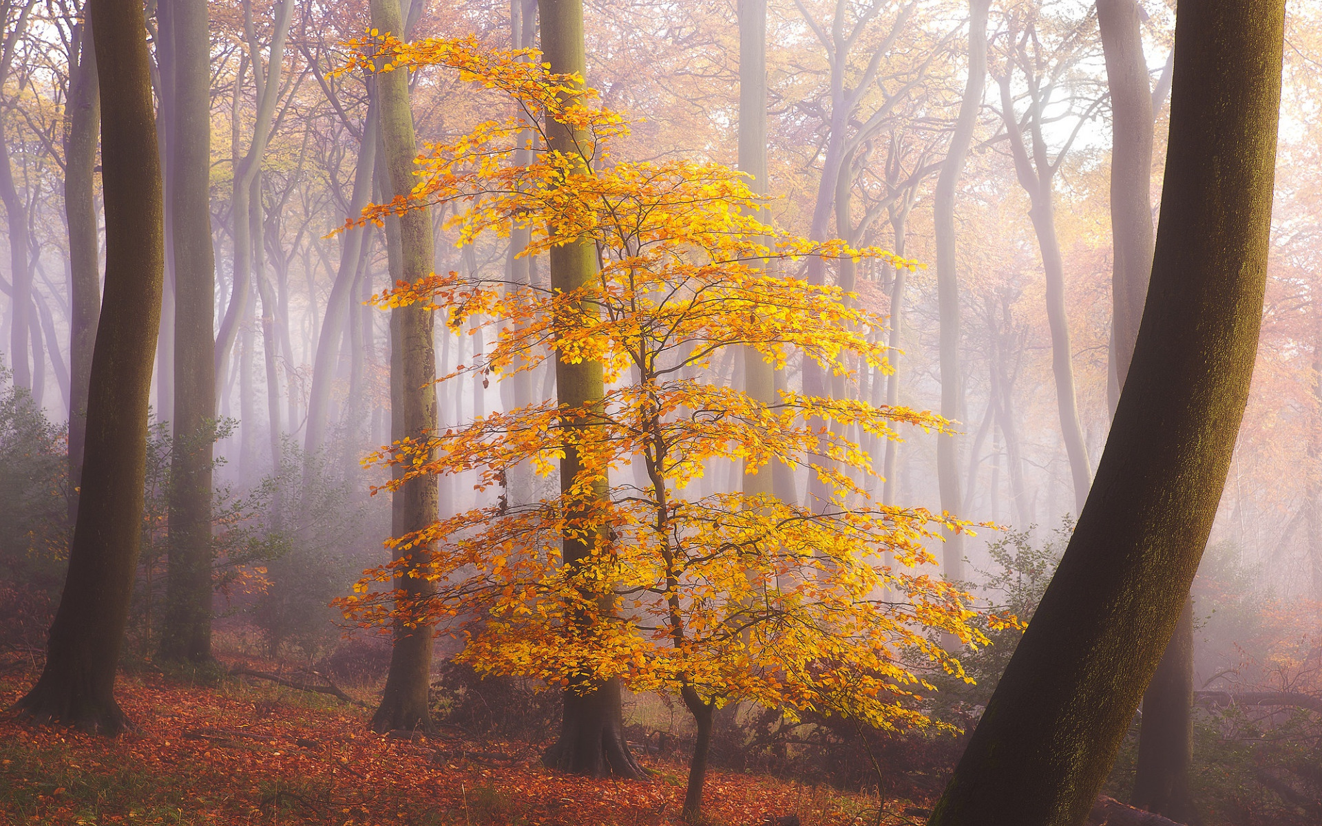 Может ли вас взволновать красота осеннего леса. Осень туман. Туманное осеннее утро. Осенний лес в тумане. Осень утро туман.