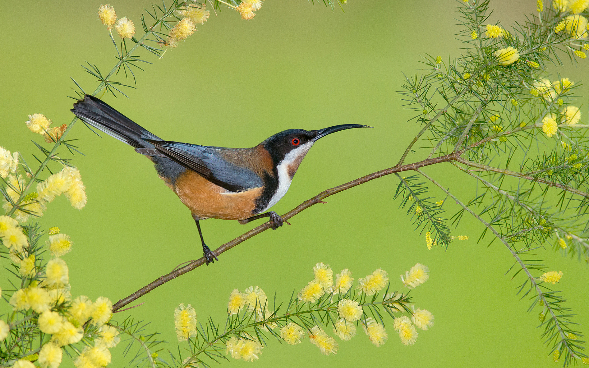 Птица на к. Восточный шилоклювый медосос. Eastern Spinebill птица. Eastern Spinebill (Acanthorhynchus tenuirostris). Птица на тонкой ветке.