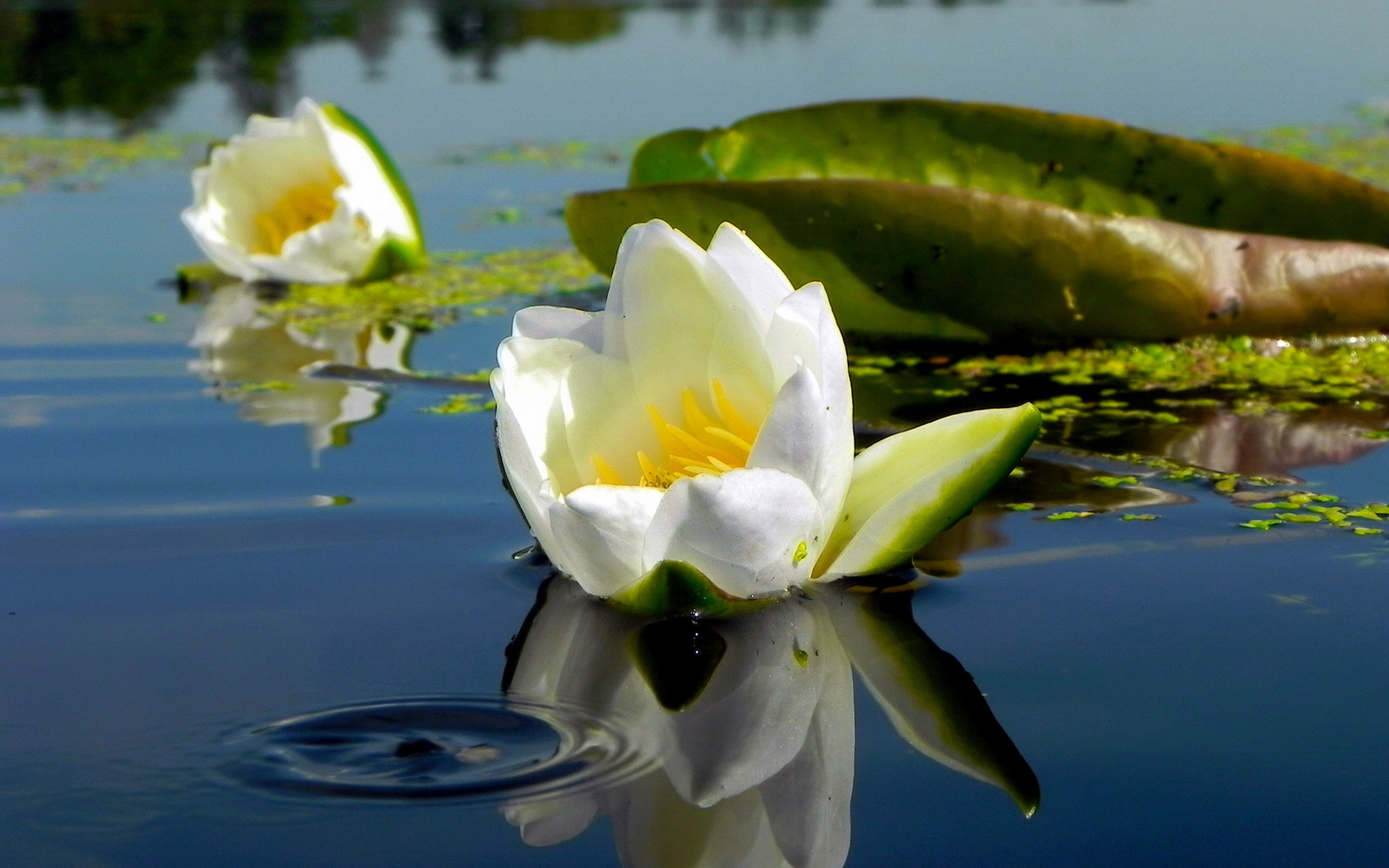 Лилия озерного света. Купава кувшинка. Кувшинки на воде. Белые лилии на озере. Пруд с кувшинками.