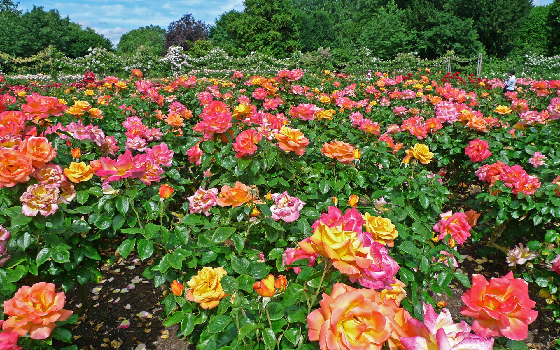 роза ричмонд парк