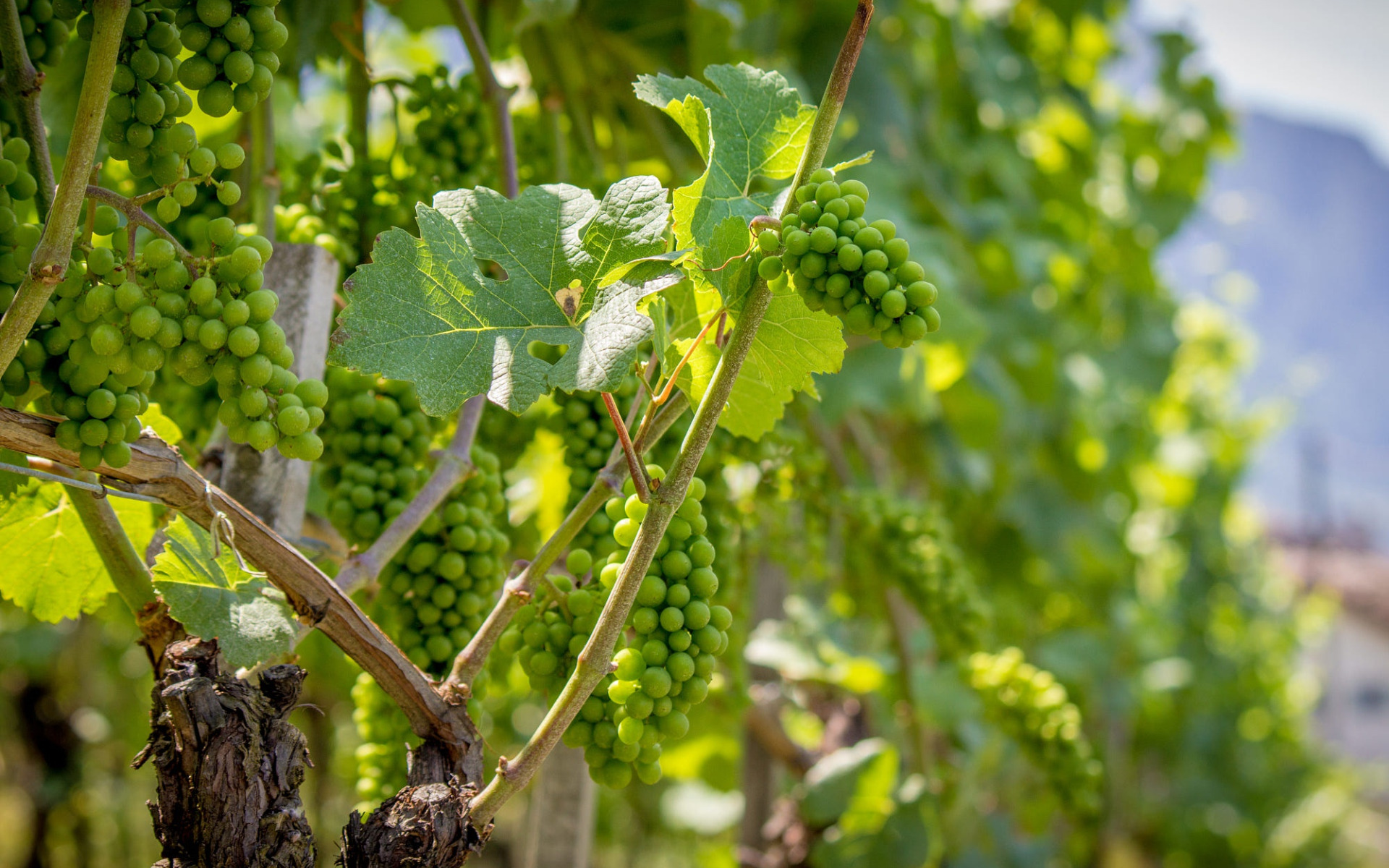 Виноградная лоза. Виноград великан зеленый. Виноградная лоза много. Гроздья зеленого винограда.