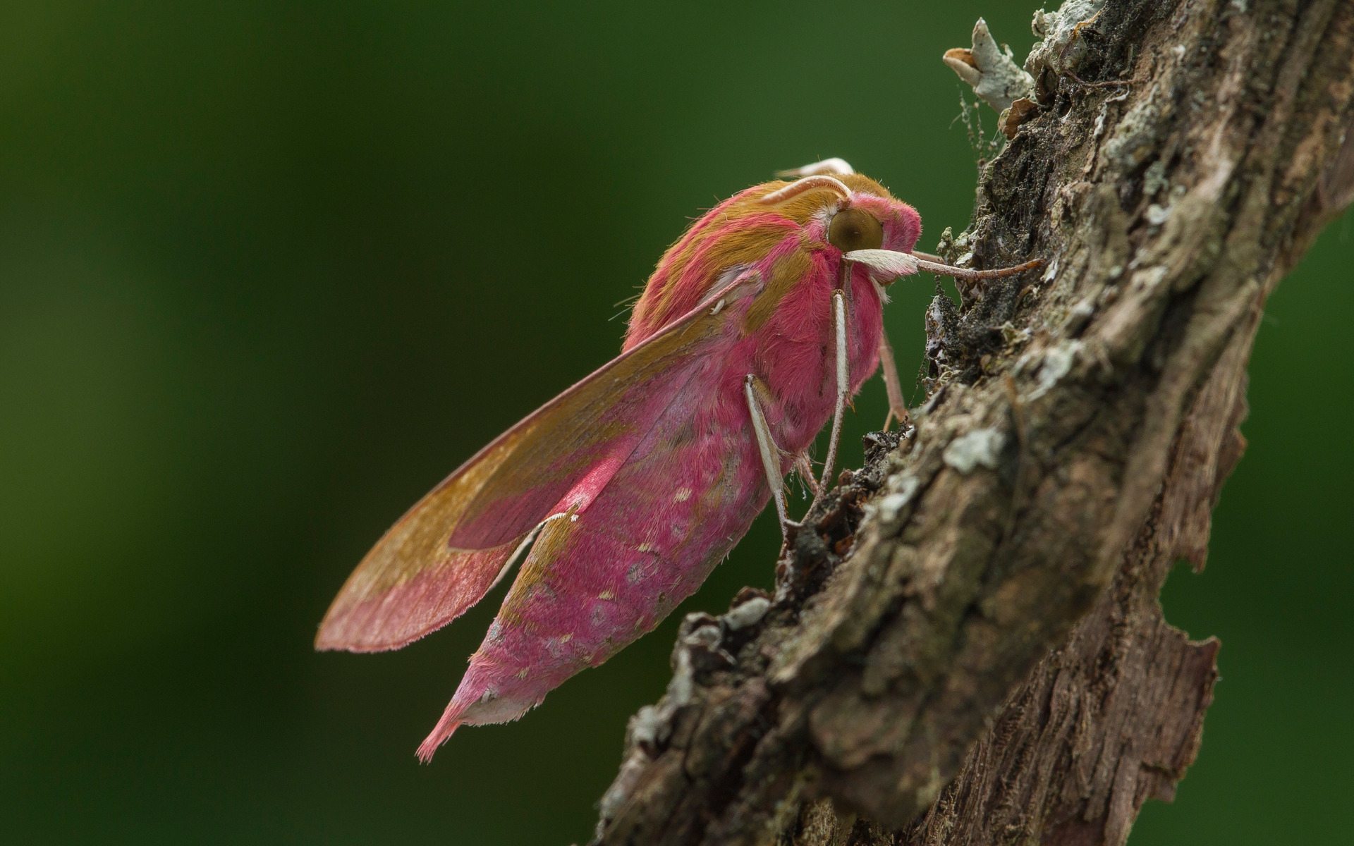 Розовая моль. Кленовая бабочка Dryocampa rubicunda. Розовый мотылек насекомое. Розовая бабочка насекомое.
