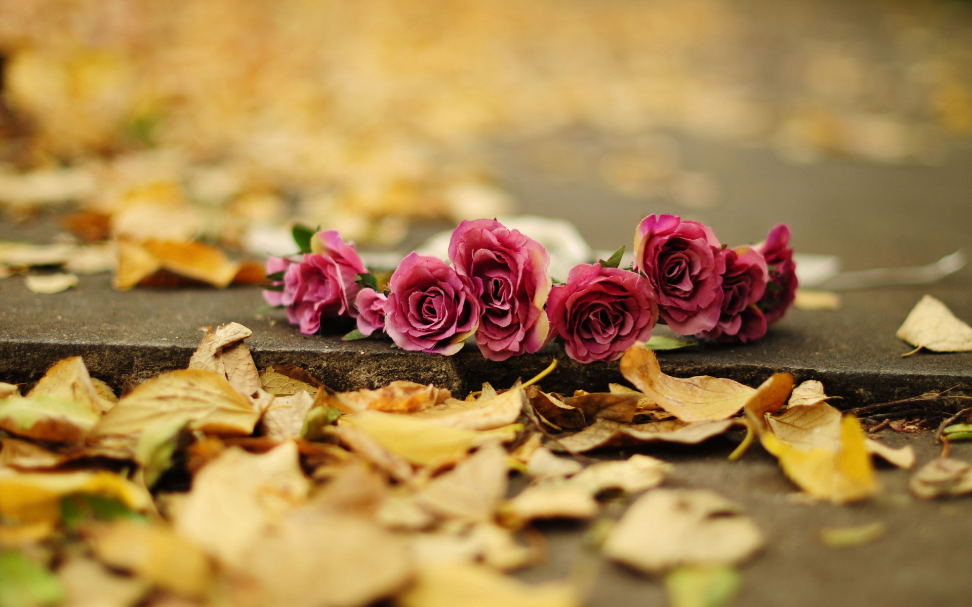 Розы осенью. Букет " i Miss you". Розы на осенней листве на телефон. Осень и любовь картинки с надписями.