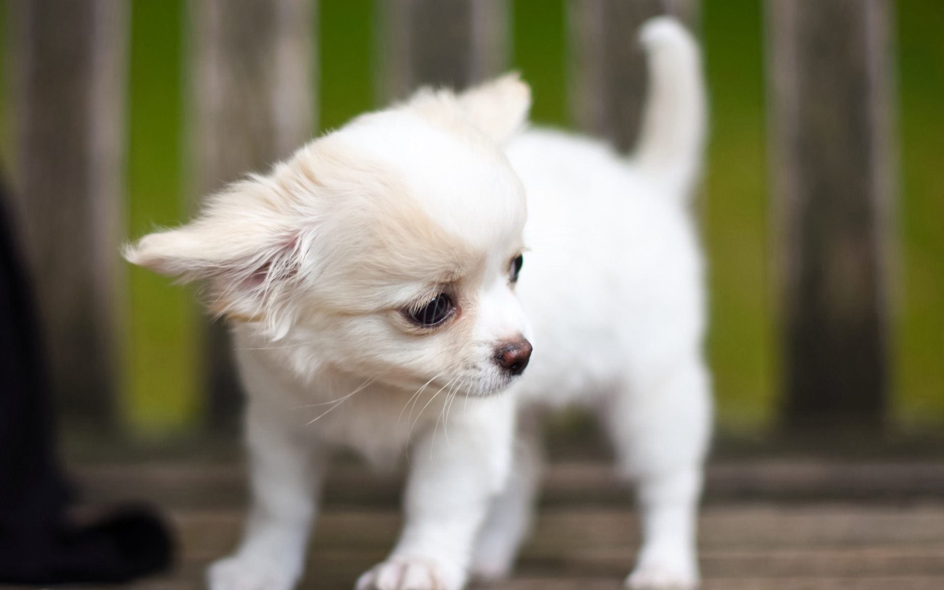 Little white dog. Обои на рабочий стол чихуахуа. Щенок малыш белый.