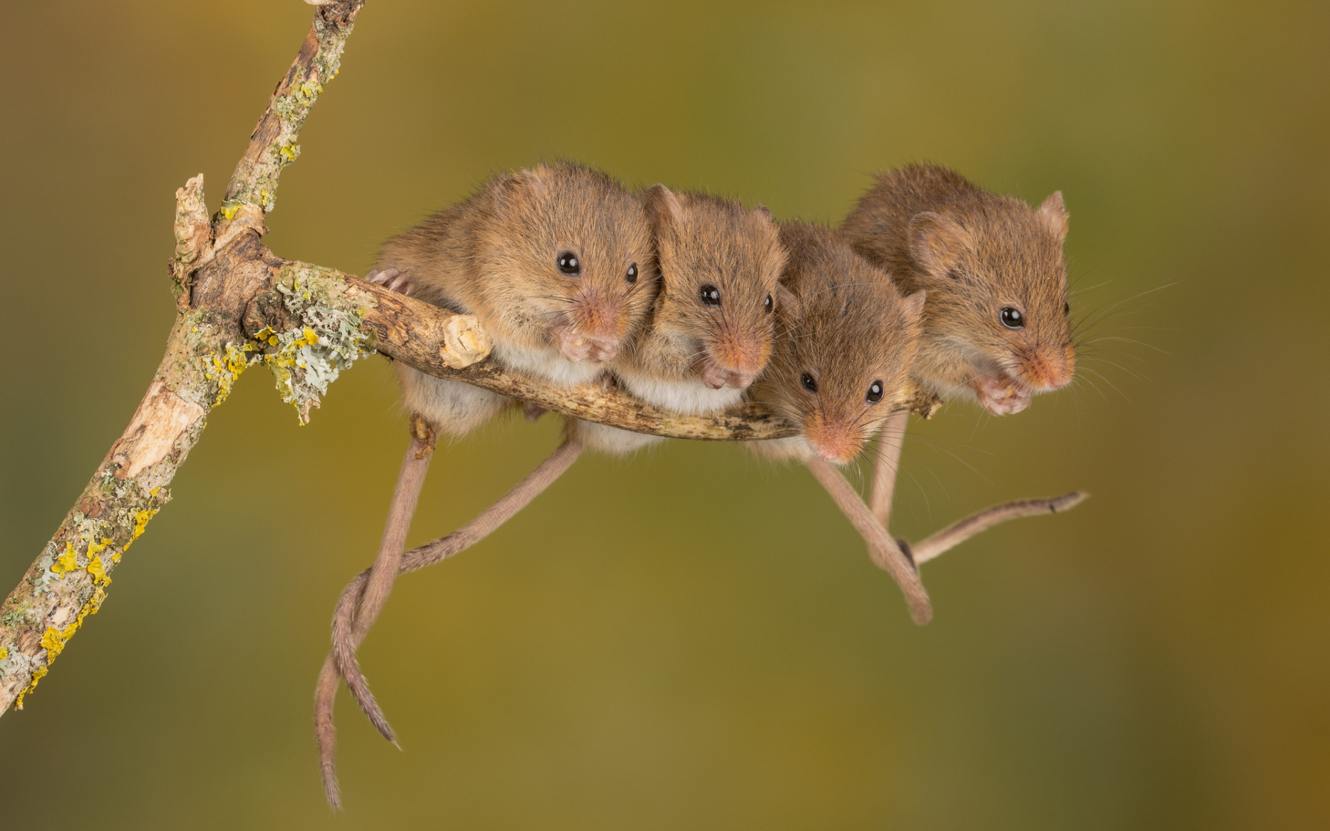 Мыши являются. Мышь полевка. Полевая мышь (мышь-полёвка). Полевая мышь полевка.