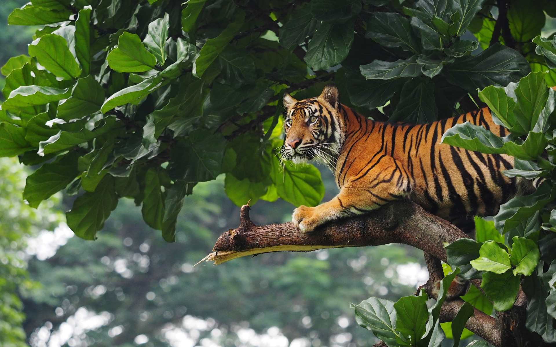 Тигр на ветке. Sumatran Tigers in the Wild. Тайгер тигр в джунглях. Суматранский тигр в дикой природе. Тигр на дереве.