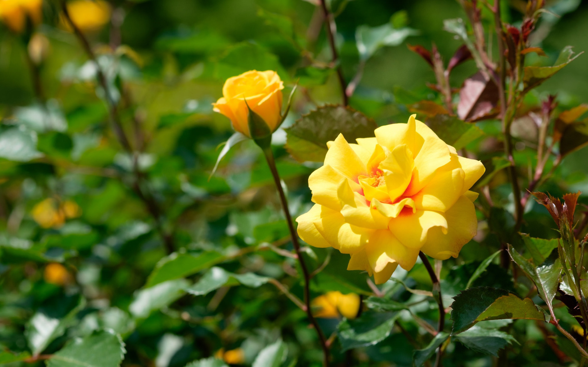 Плетистая желтая роза шиповник