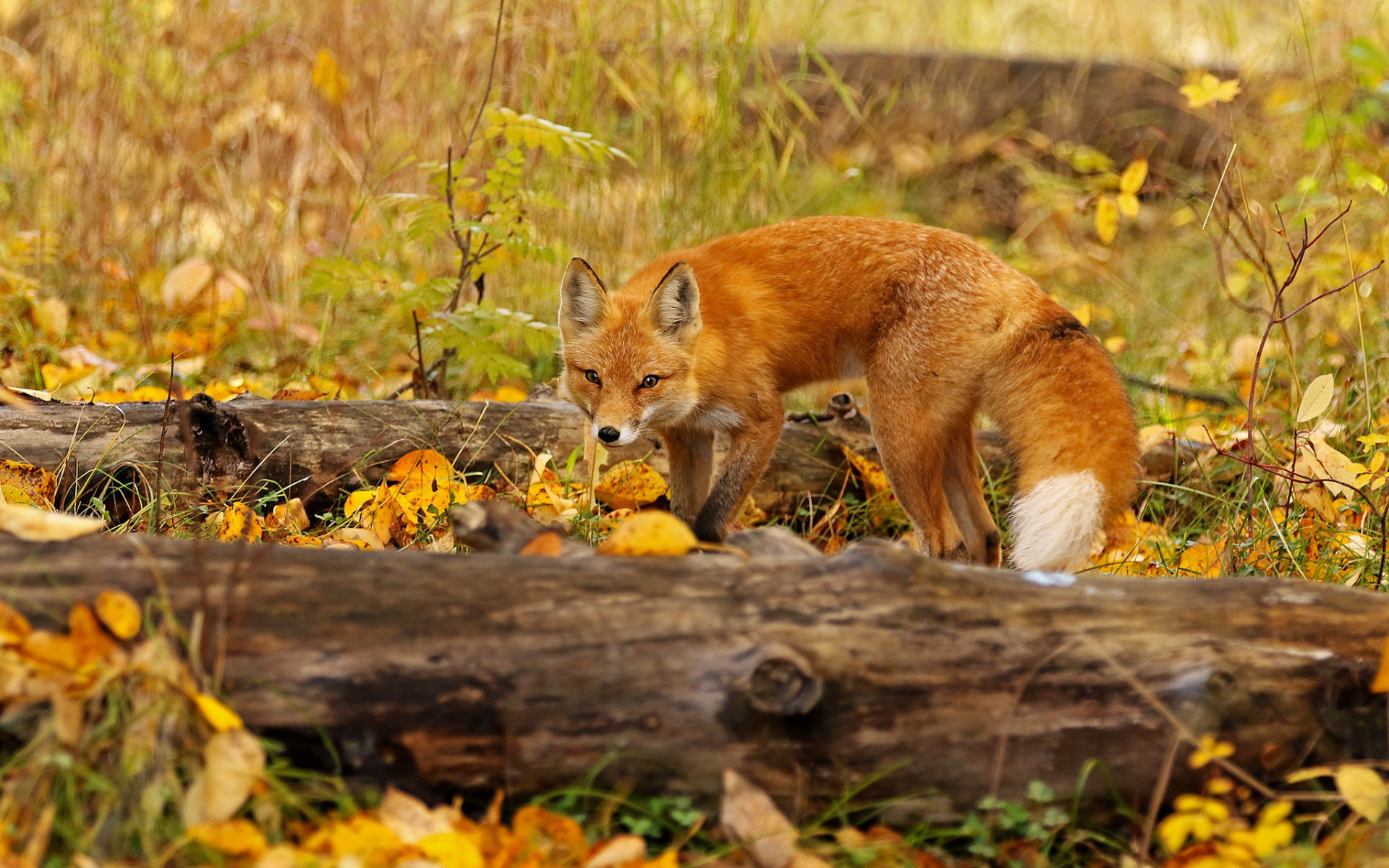 Fox look. Лиса. Лиса осень. Лиса осенью. Рыжая лиса.