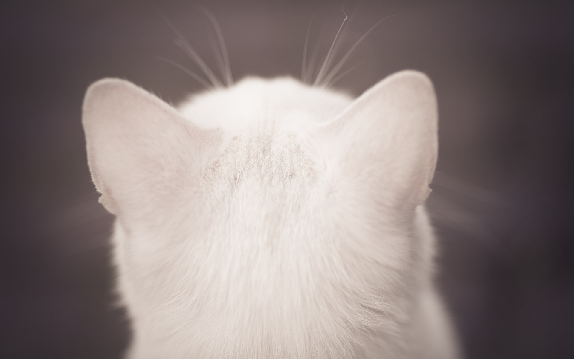 White cat skin