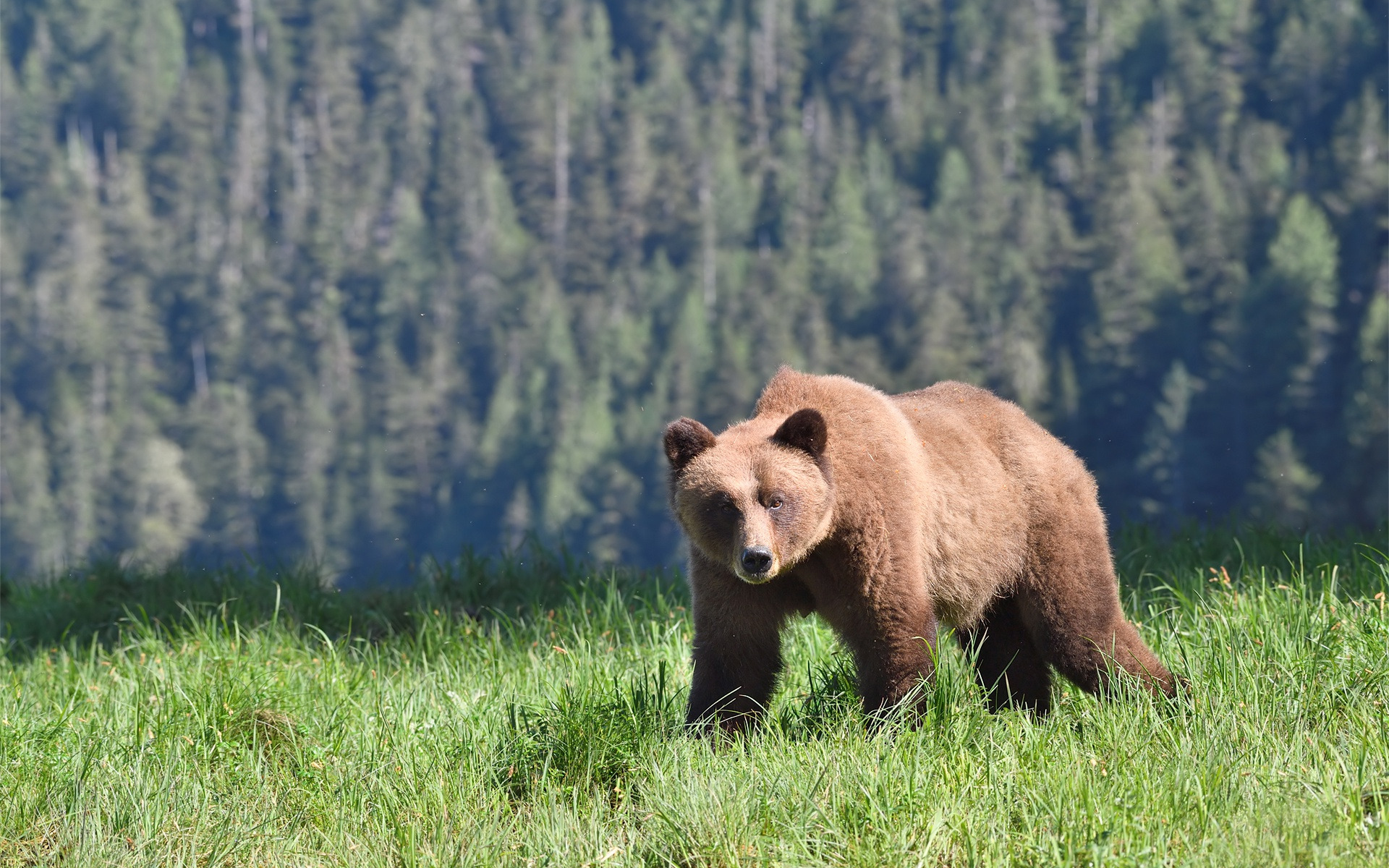 Животное тайги бурый медведь. Широколиственные леса бурый медведь. Тяньшанский бурый медведь. Дальневосточный бурый медведь. Бурый медведь в тайге.