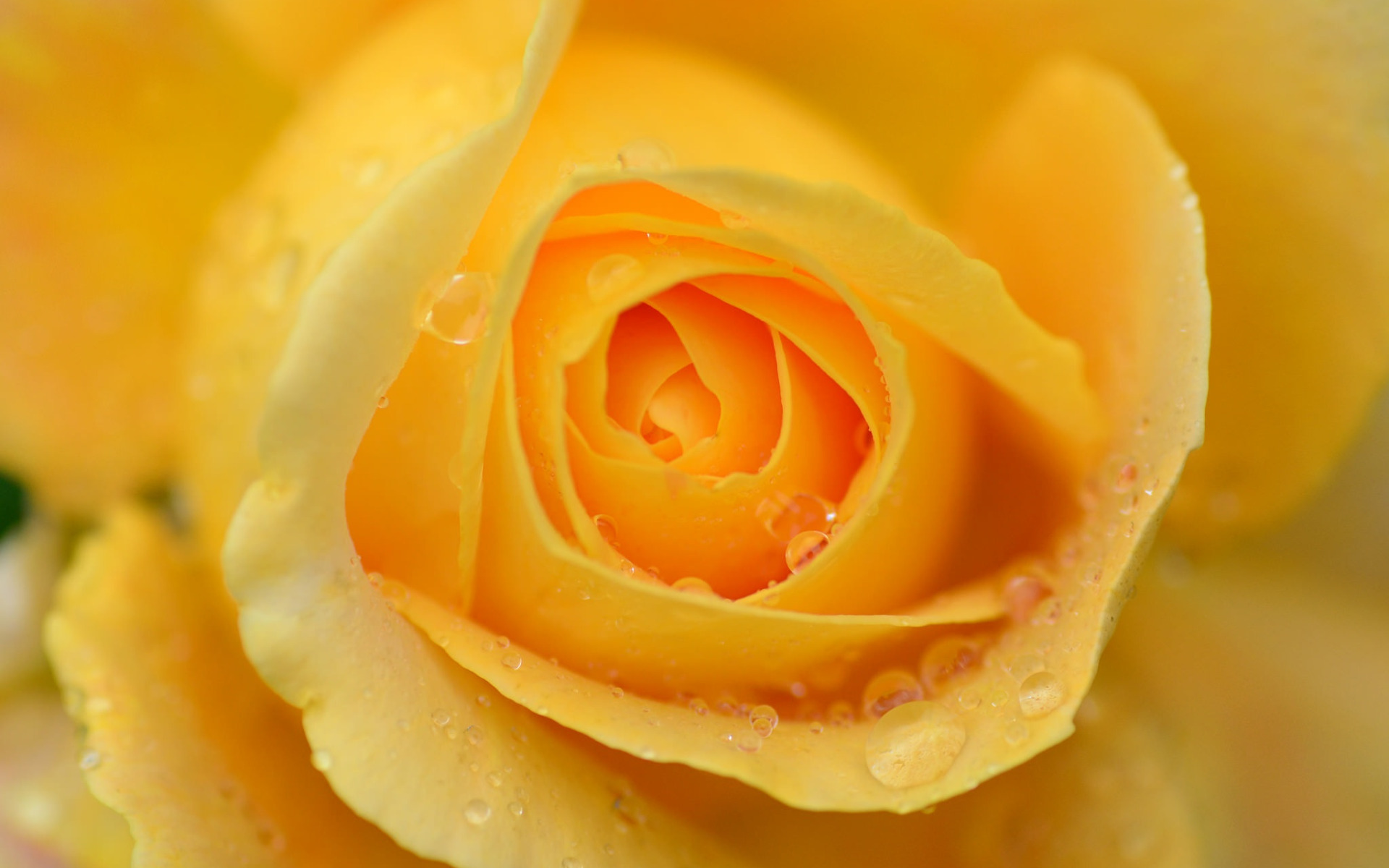 Желтоватые или розовые лепестки. Желтые розы. Крупные желтые розы. Желто розовые розы.