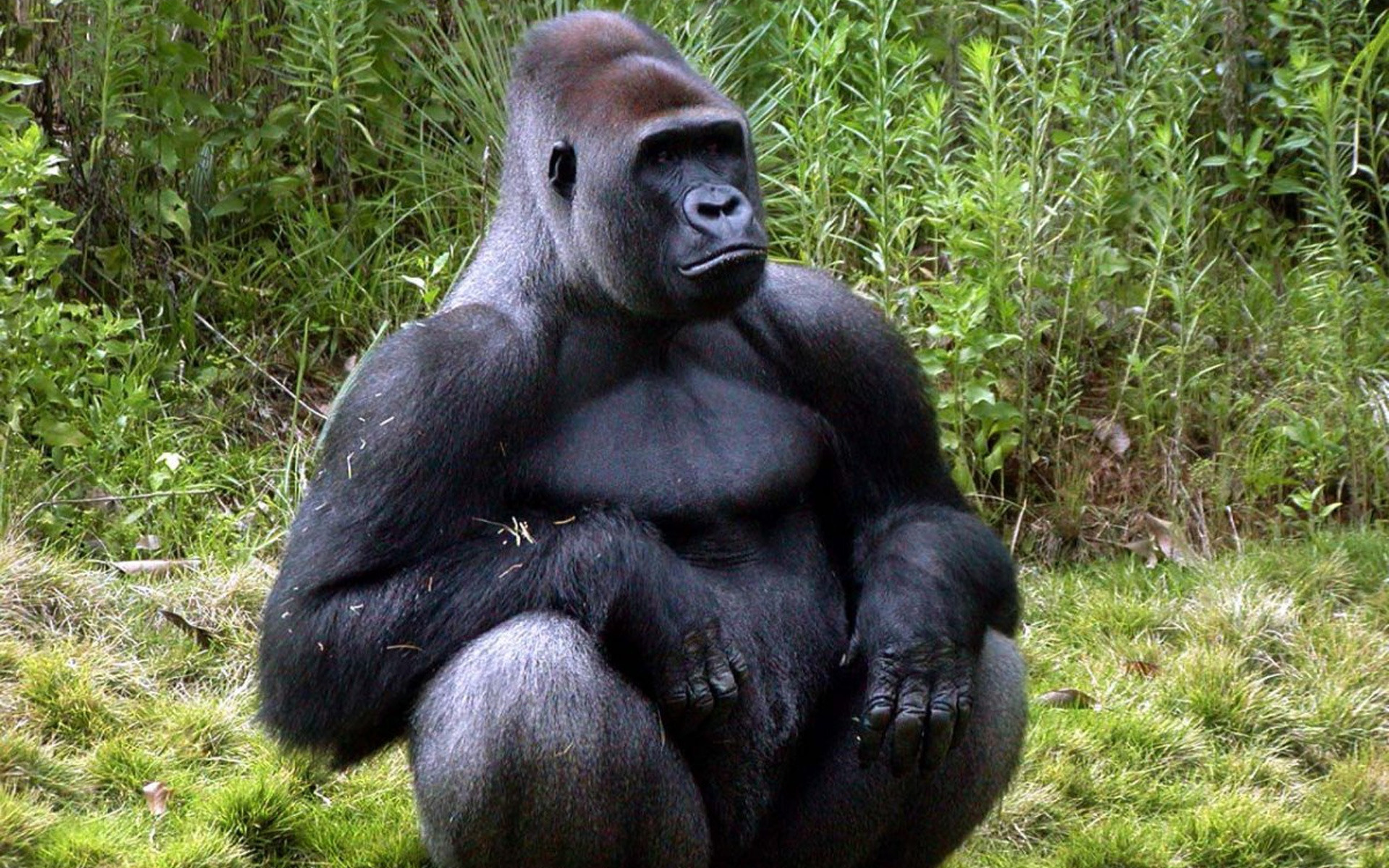 Gorilla animal. Горилла, самец. Обезьяна горилла. Большие обезьяны. Большая горилла.