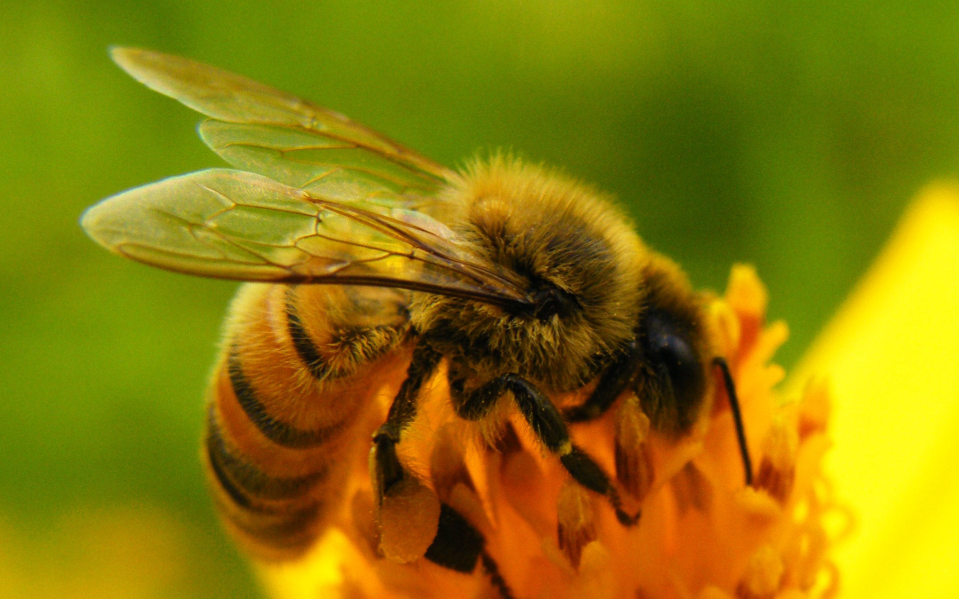 Terraria пчелиное крыло фото 55