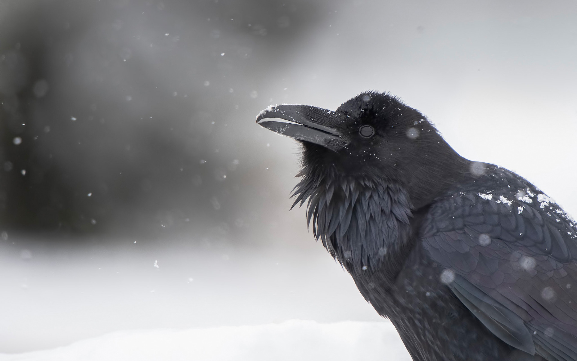 Winter crow