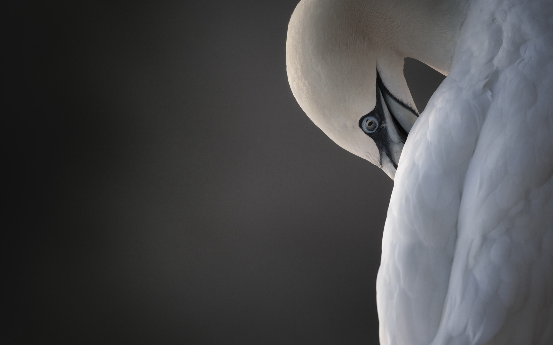 природа, птица, Northern <b>Gannet</b>.