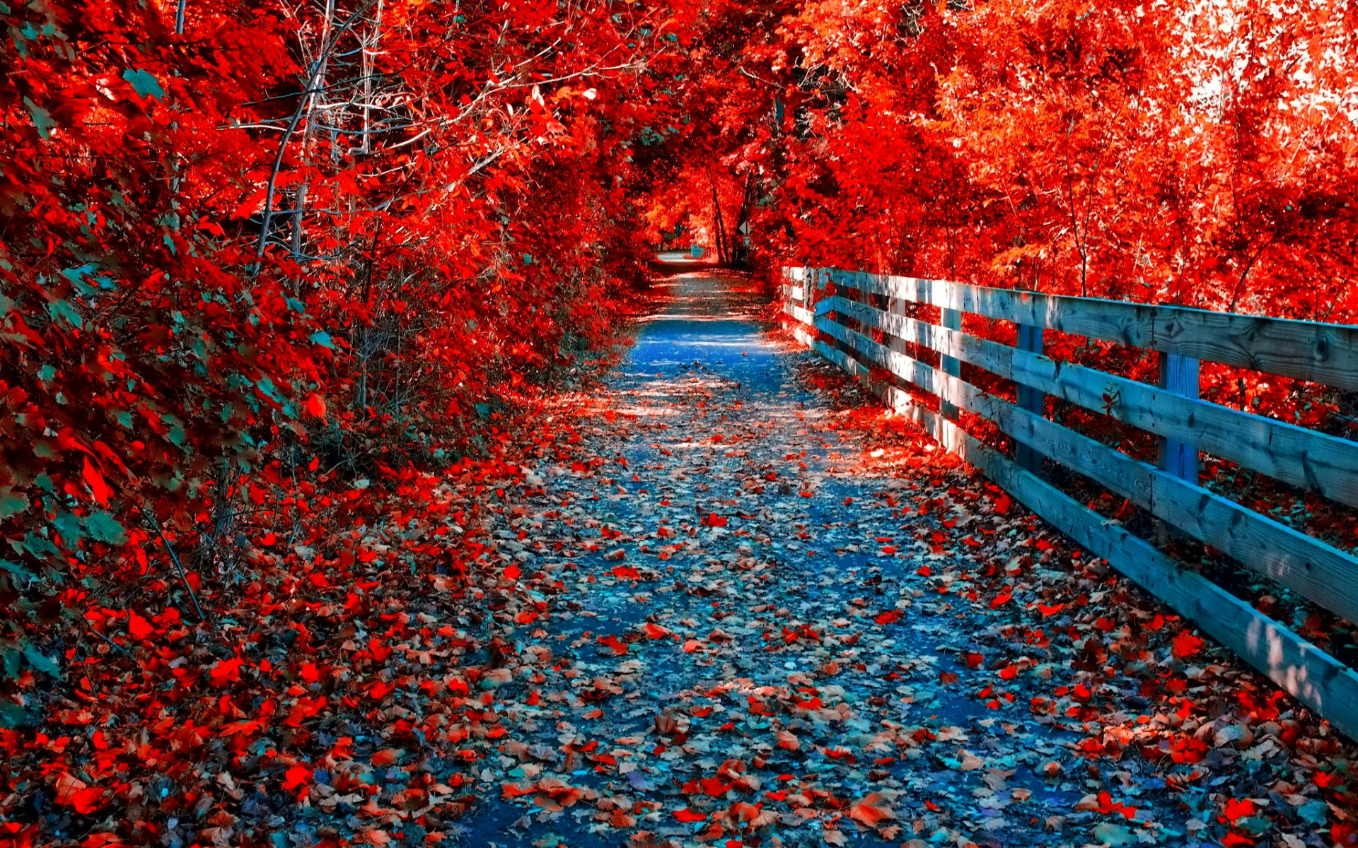 Fallen nature. Красная осень. Красное дерево. Природа. Природа осень.