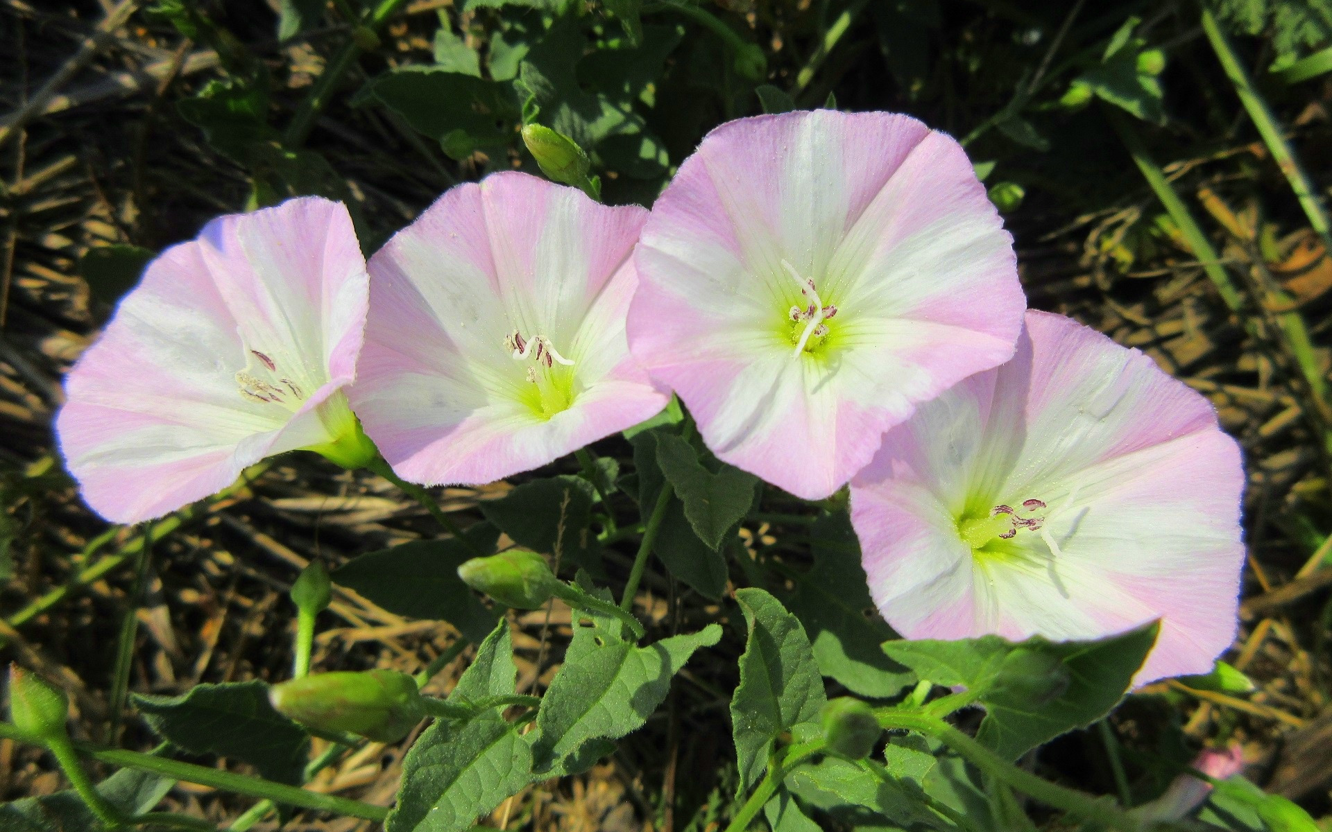 Растение вьюнок полевой. Вьюнок полевой (Convolvulus arvensis). Вьюнок полевой (convōlvulusarvēnsis). Вьюнок полевой (ипомея). Вьюнок Крымский.