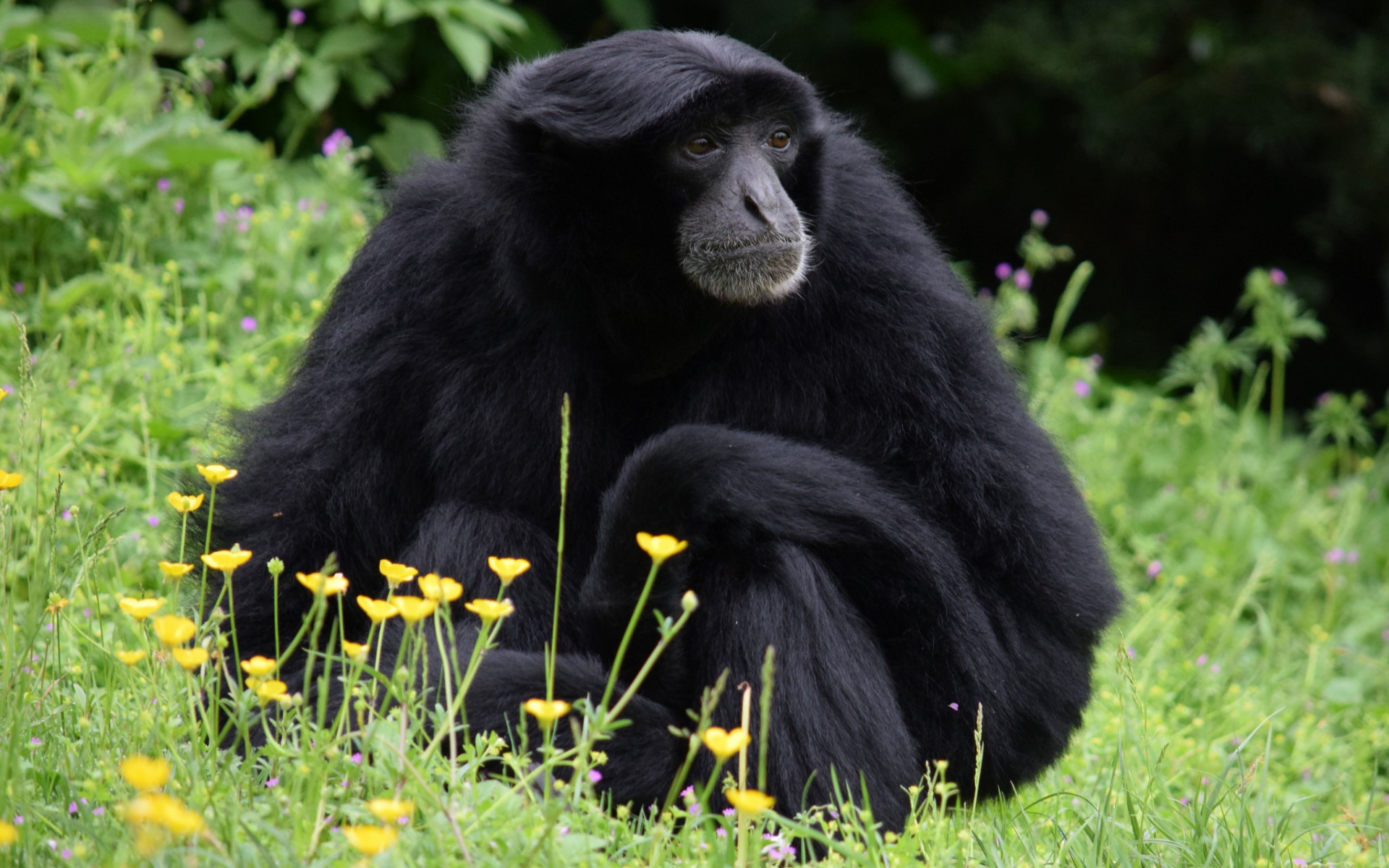 Темно обезьяна. Обезьяна. Черная обезьяна. Черный шимпанзе. Черная обезьяна с челкой.