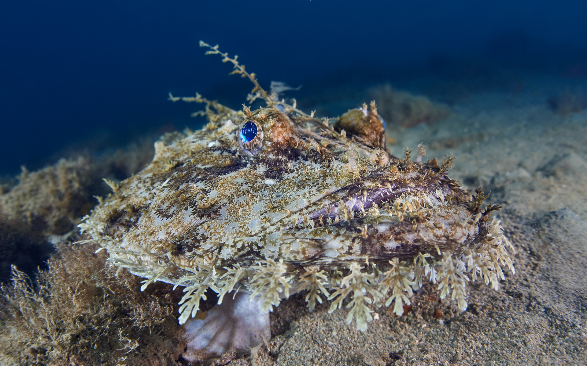 Рыба удильщик фото. Морской удильщик. Морской чёрт удильщик. Рыба удильщик морской черт. Европейский удильщик морской чёрт.