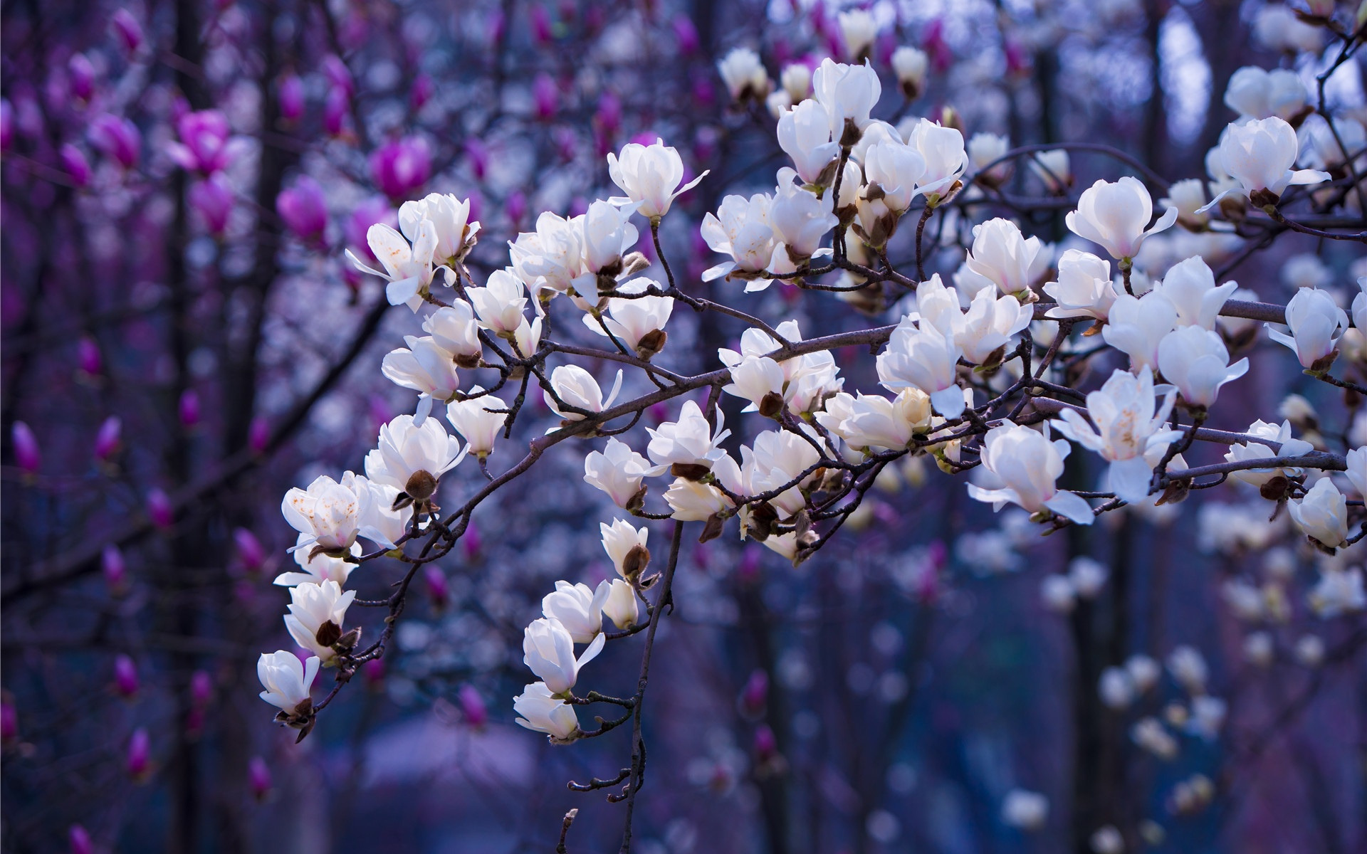 Зацвели цветы. Ветка магнолии. Цветущее дерево. Цветущие деревья весной.