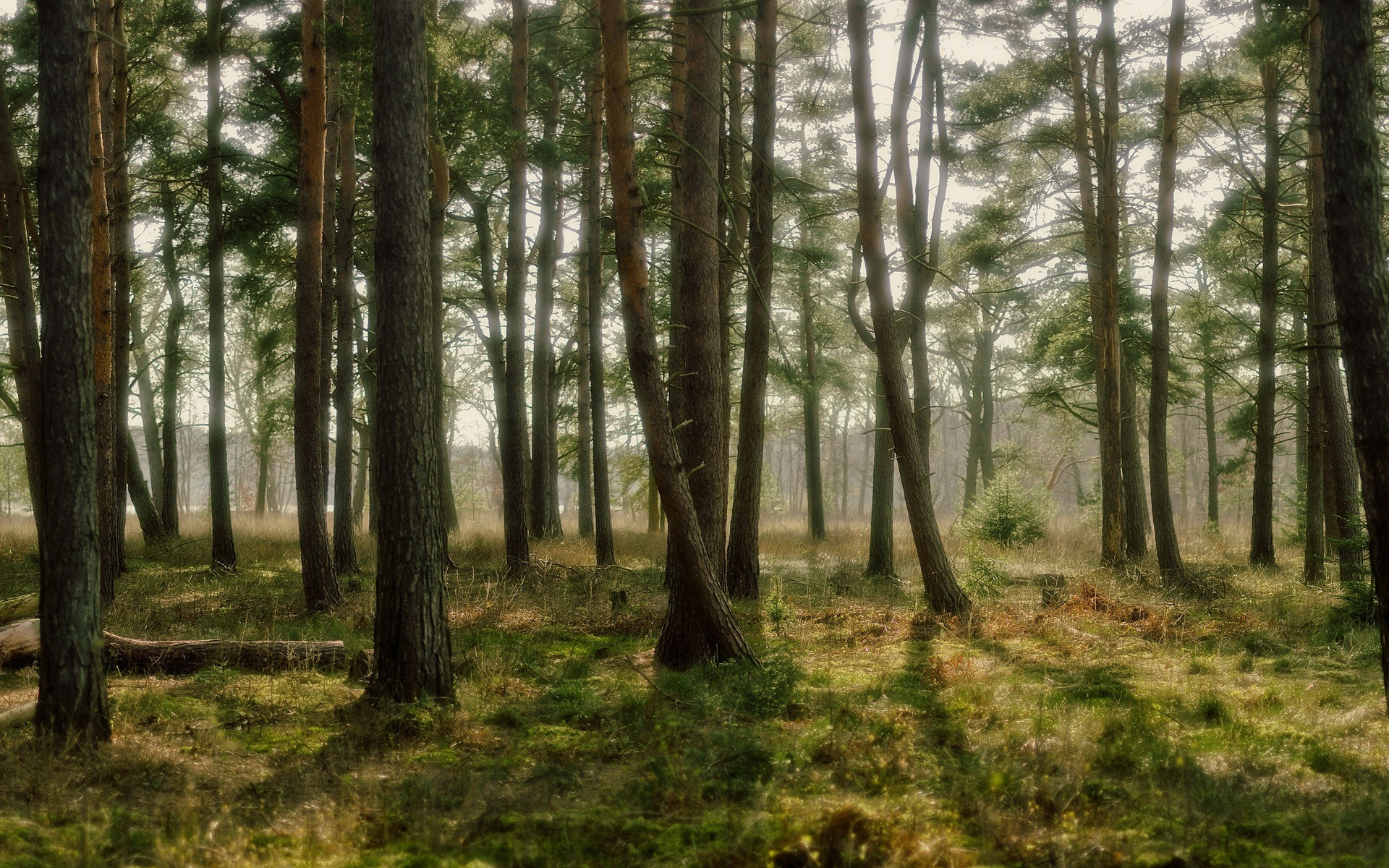 Новый свет лесной. Беловежская пуща деревья. Форест Сосновый Бор. Заякинская Кедровая роща Удмуртии. Киржач лес.