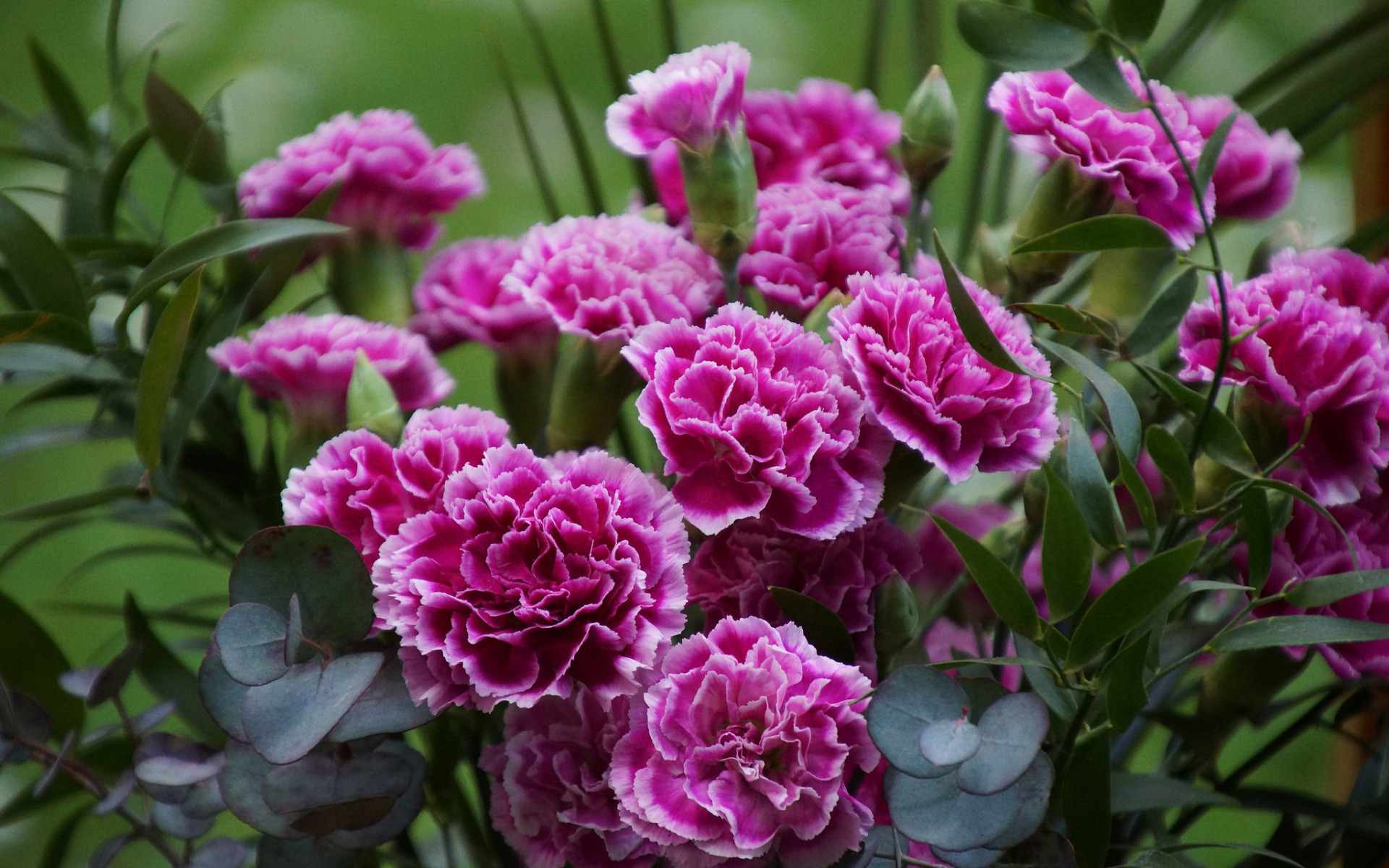 Dianthus Arabella Purple гвоздика