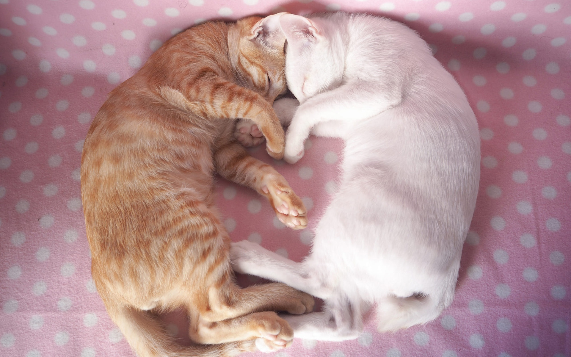 Кошки спят вместе. Спящие котята. Кошки любовь. Котики спят в обнимку.