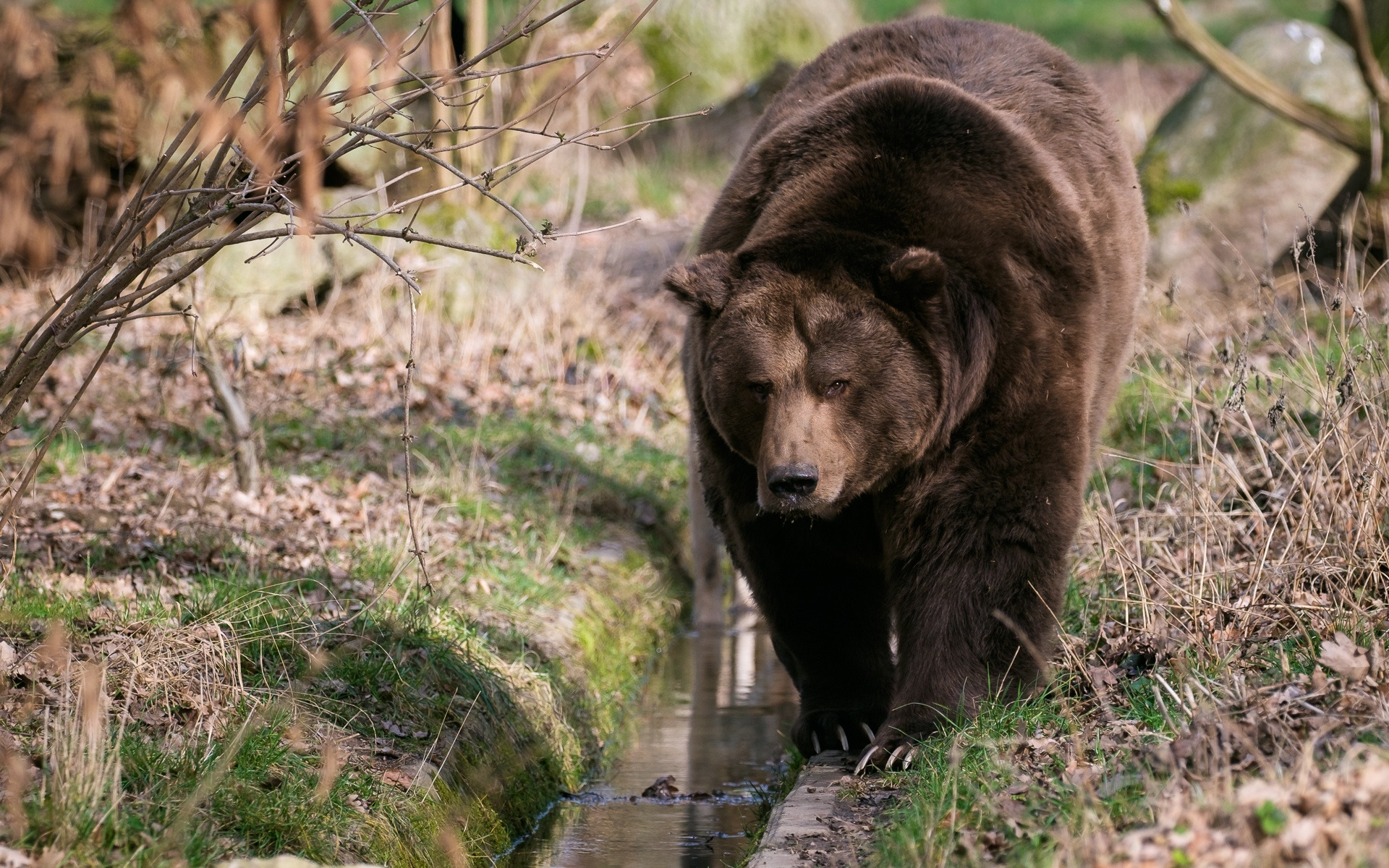 Бурый медведь в природе. Выдающиеся звери медведь. Медведь на прогулке. Русская природа медведь с ножом.