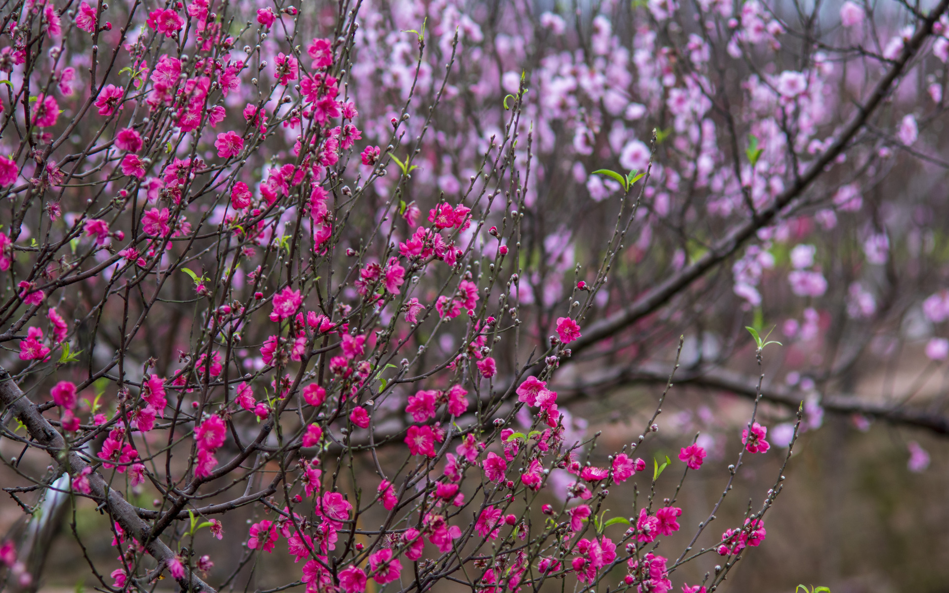 Кустарник цветущий розовыми цветами ранней весной. Сад Сакуры. Кусты цветение.