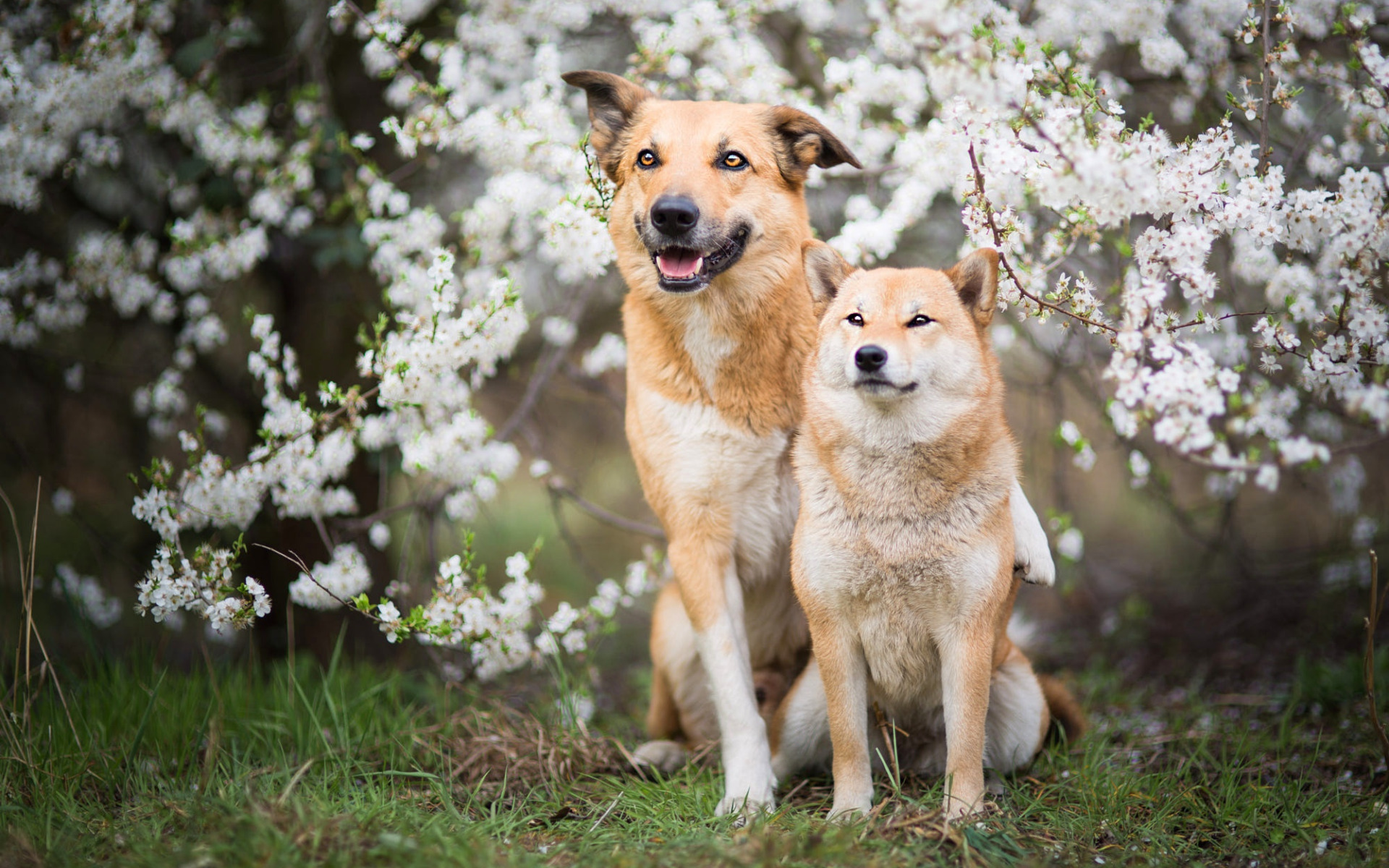 Собаки весной картинки. Сиба ину. Красивые собаки. Собака весной.