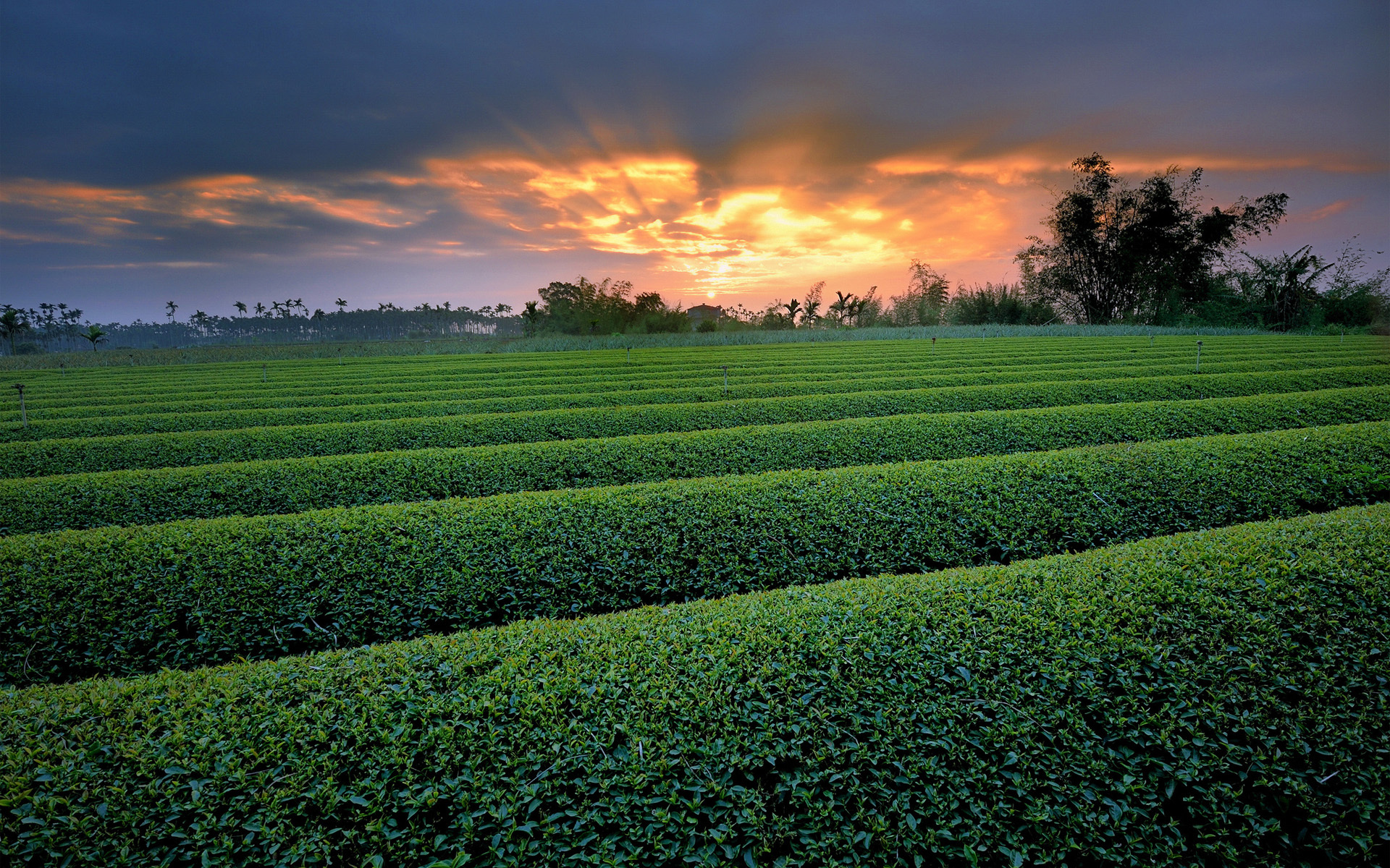 Crops 3d. Поле зелень. Плантация укропа. Зелёное поле Эстетика. Овощные поля.