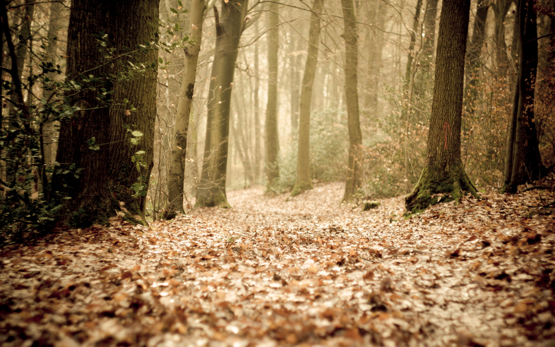 Лес стоячий. Forest on the left. To large leaves in Forest.