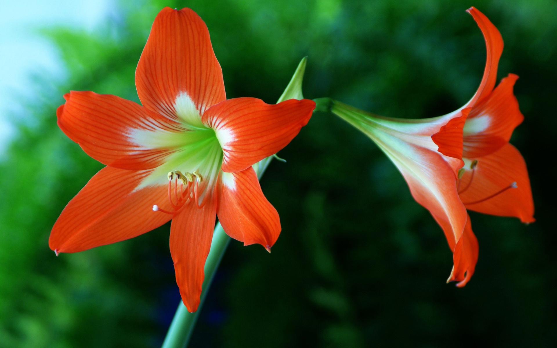 Цветок похожий на лилию на толстом. Амариллис цветок. Амариллисы (гемантус).. Амариллис Дезире оранжевый.