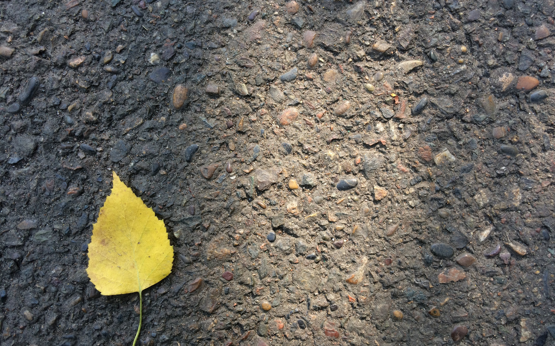 М5 асфальт осень. Осень Минимализм. Желтый асфальт. Асфальт листовой. Листья Минимализм фото.