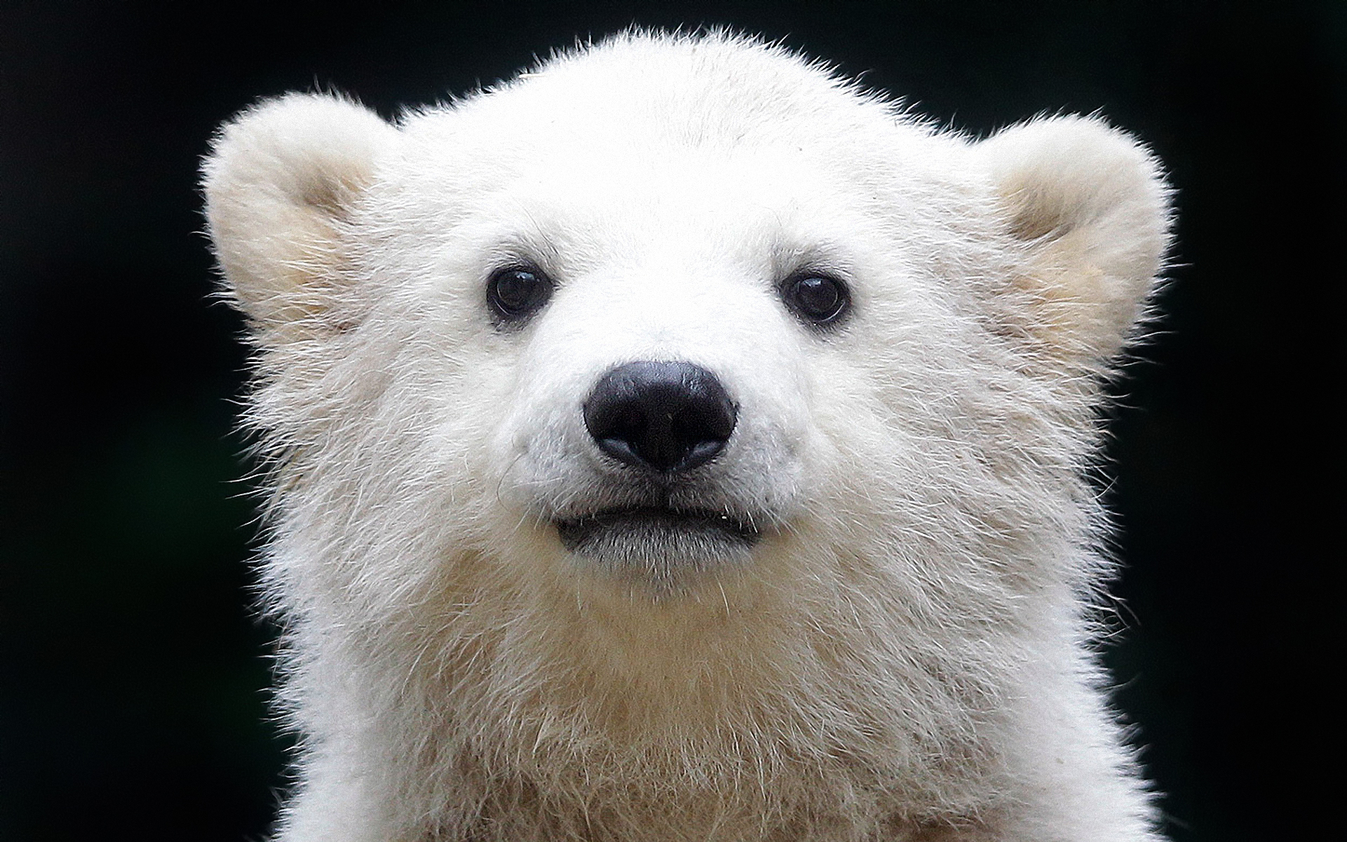 Обои белый медведь, полярный медведь, Ursus maritimus, ошкуй, морской  медведь, северный медведь на телефон и рабочий стол, раздел животные,  разрешение 1920x1200 - скачать