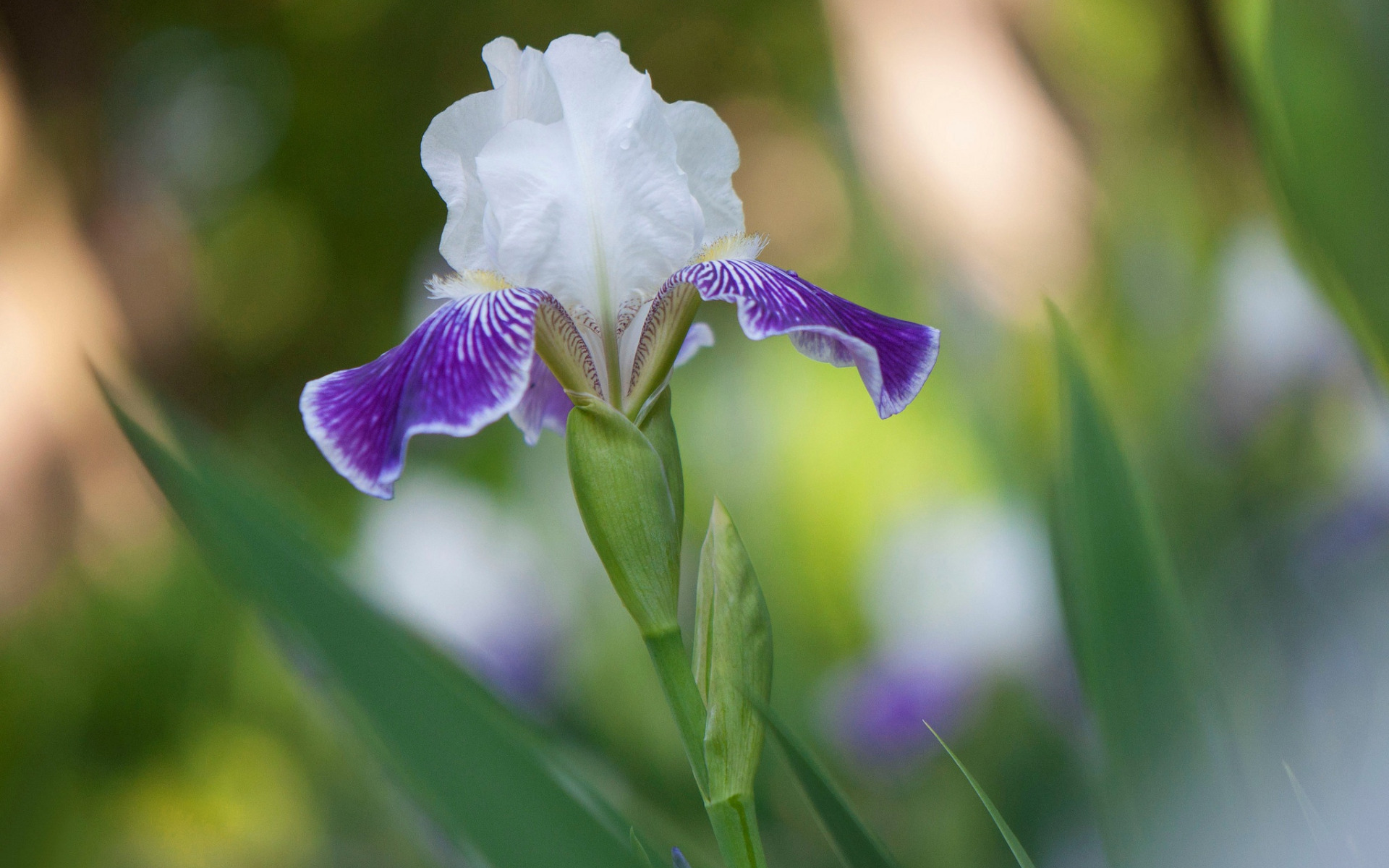 ирис флорентийский. ирис стебель и листья. ирис растение лепестки. ирис обыкновенный. ирис бородатый стебли.