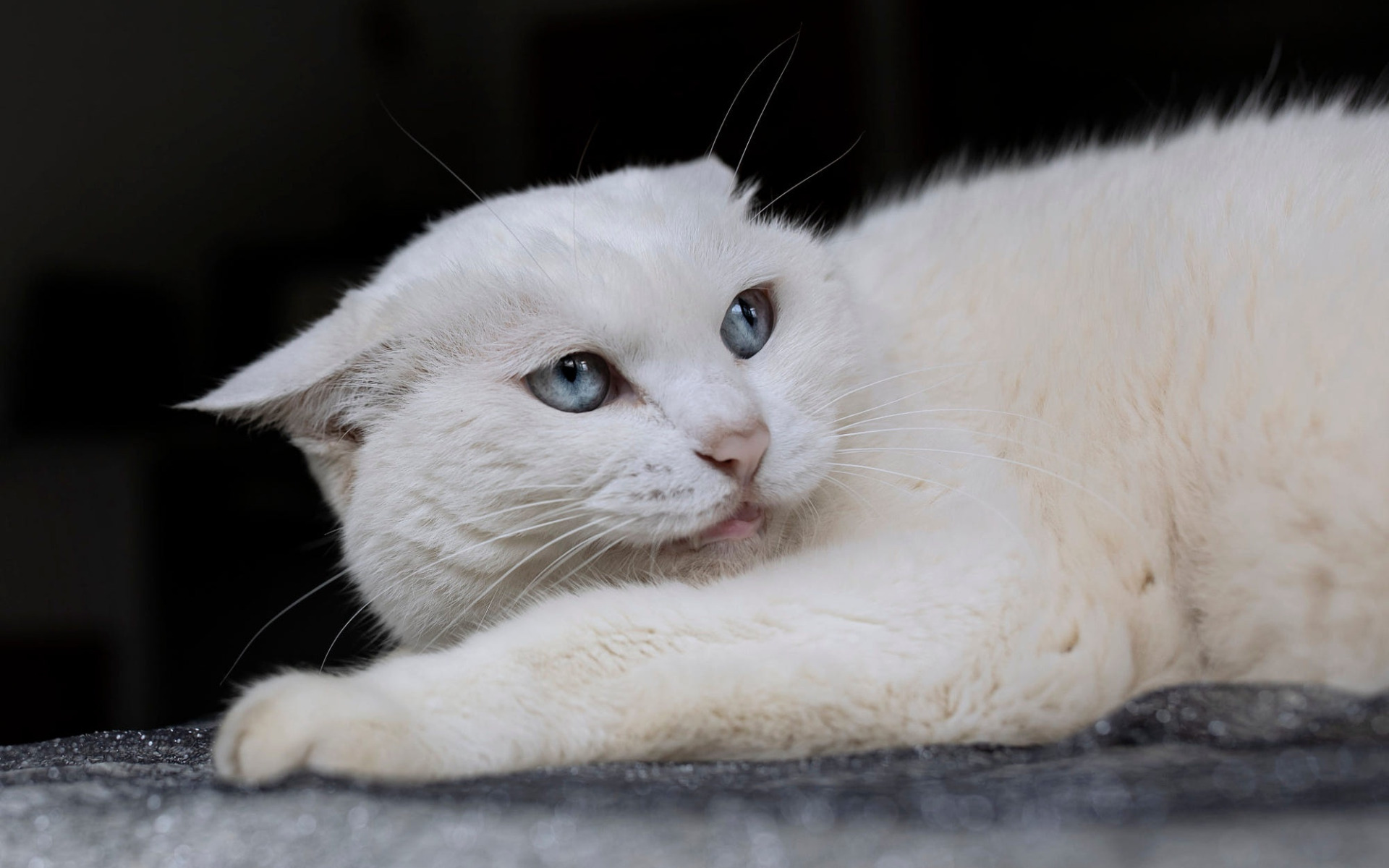 Включи белого кота. Белый кот. Белый кот лежит. Морда белой кошки. Толстая белая кошка.