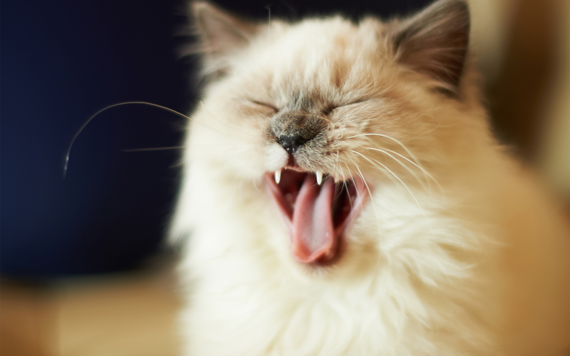 Кошка мяукает после. Кот зевает. Котик с открытым ртом. Кричащий кот. Орать.