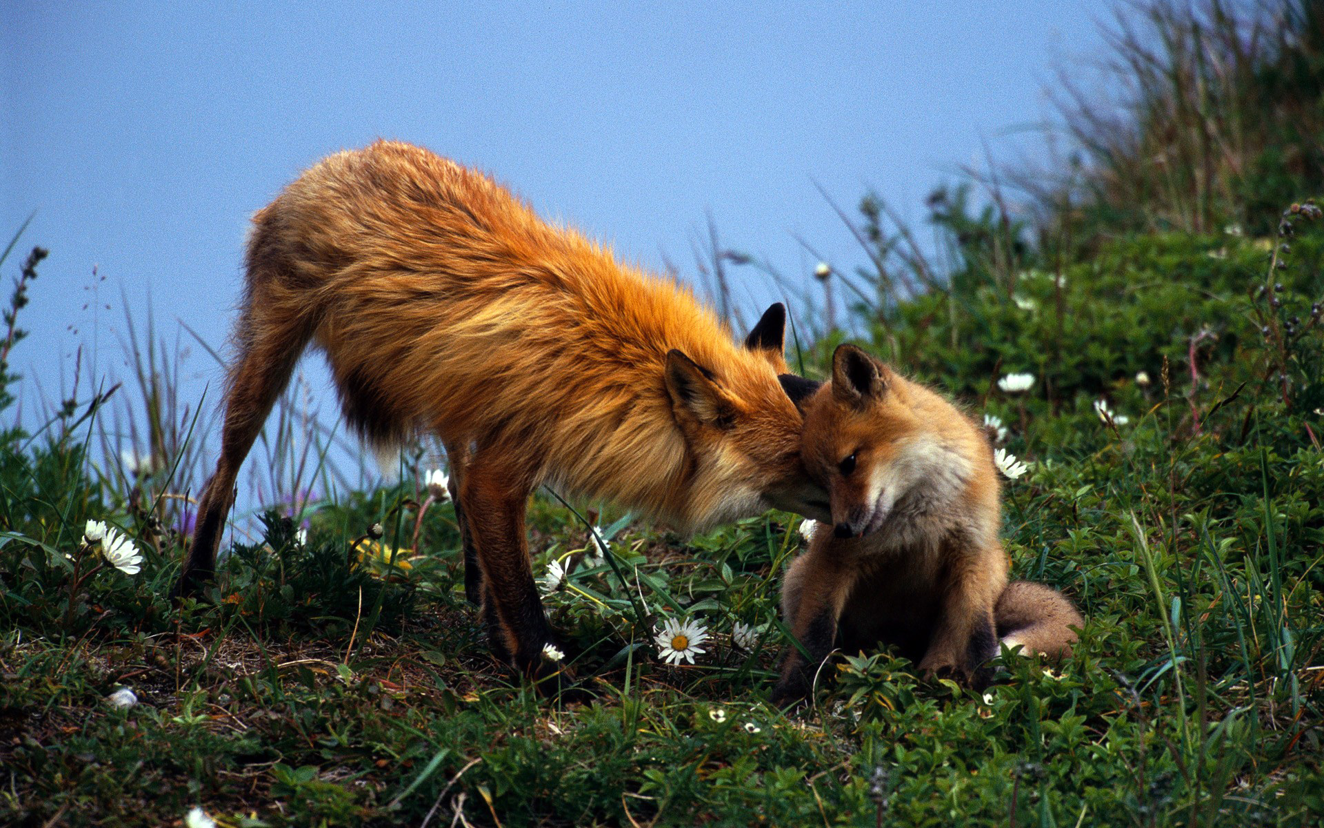 Rus foxes