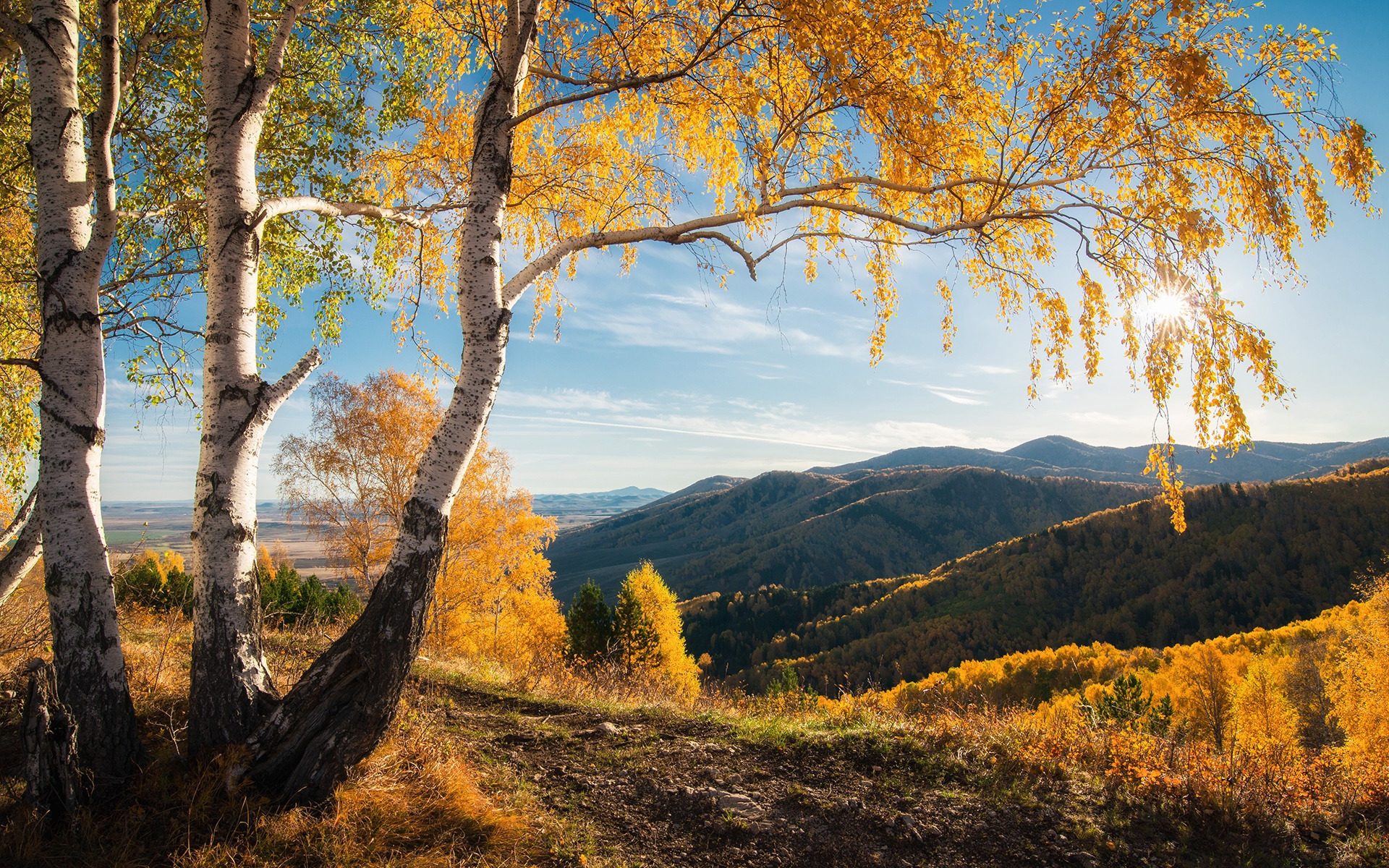 Пейзаж дерево на переднем плане