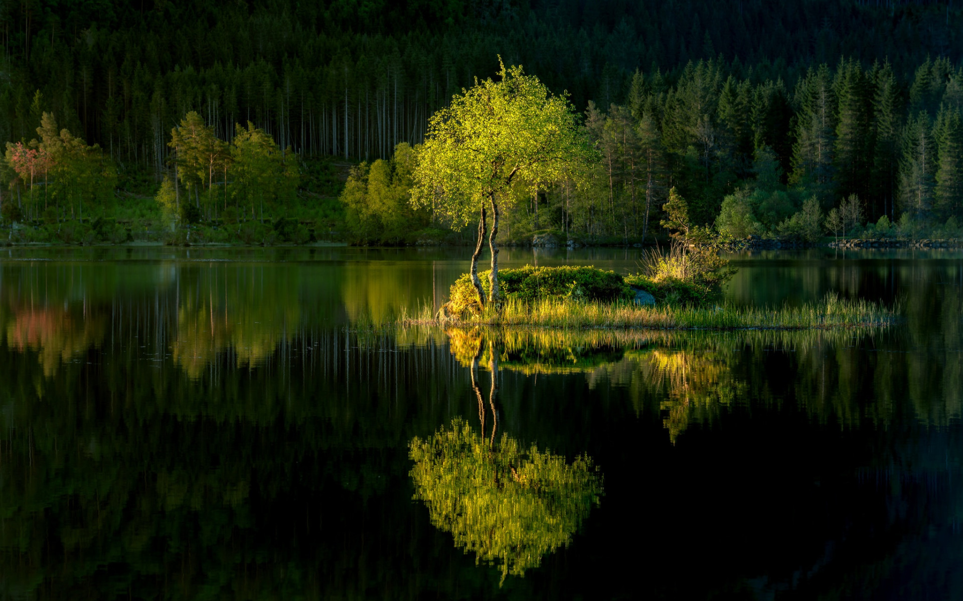 Заболоцкий лесное озеро. Лесное озеро (Forest Lake). Лесное (озеро, Северная Америка). Хадыженское Лесное озеро. У озера.