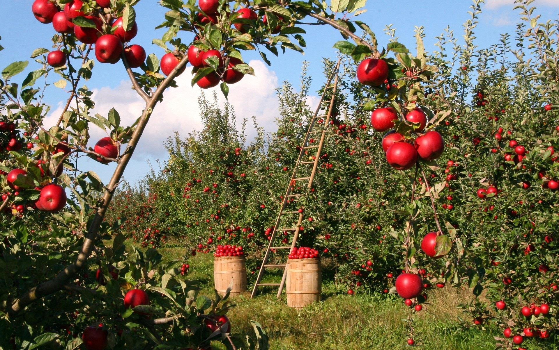 яблоки добрый крестьянин фото