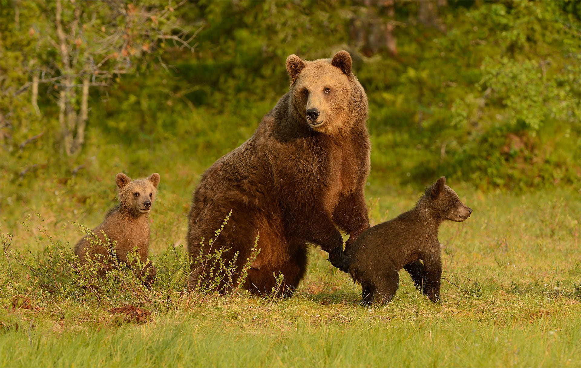 Ч бурый медведь. Бурый медведь. Сибирский бурый медведь. Бурый медведь с медвежатами. Медведь с медвежонком.