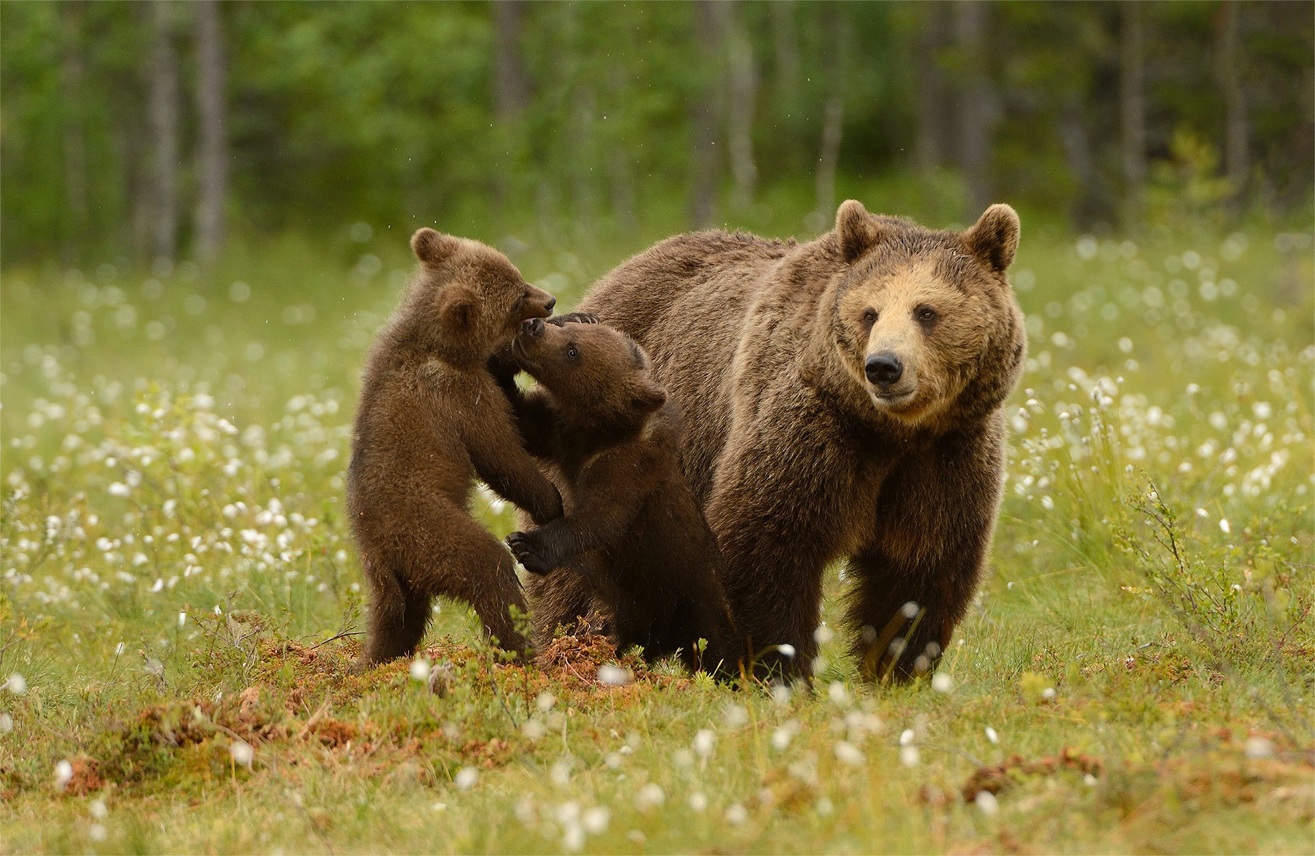 Жизнь про медведя. Бурый медведь с медвежатами. Бурый медведь Михайло Потапыч. Медведь в лесу. Бурый медведь в лесу.