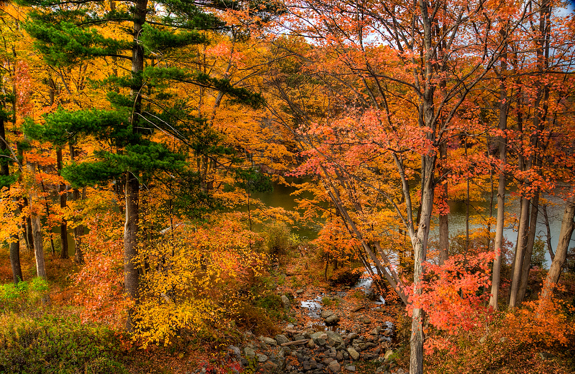 Пестрая стена леса. Осенний лес. Осень в лесу. Поздняя разноцветная осень. Осенний лес + чащоба.