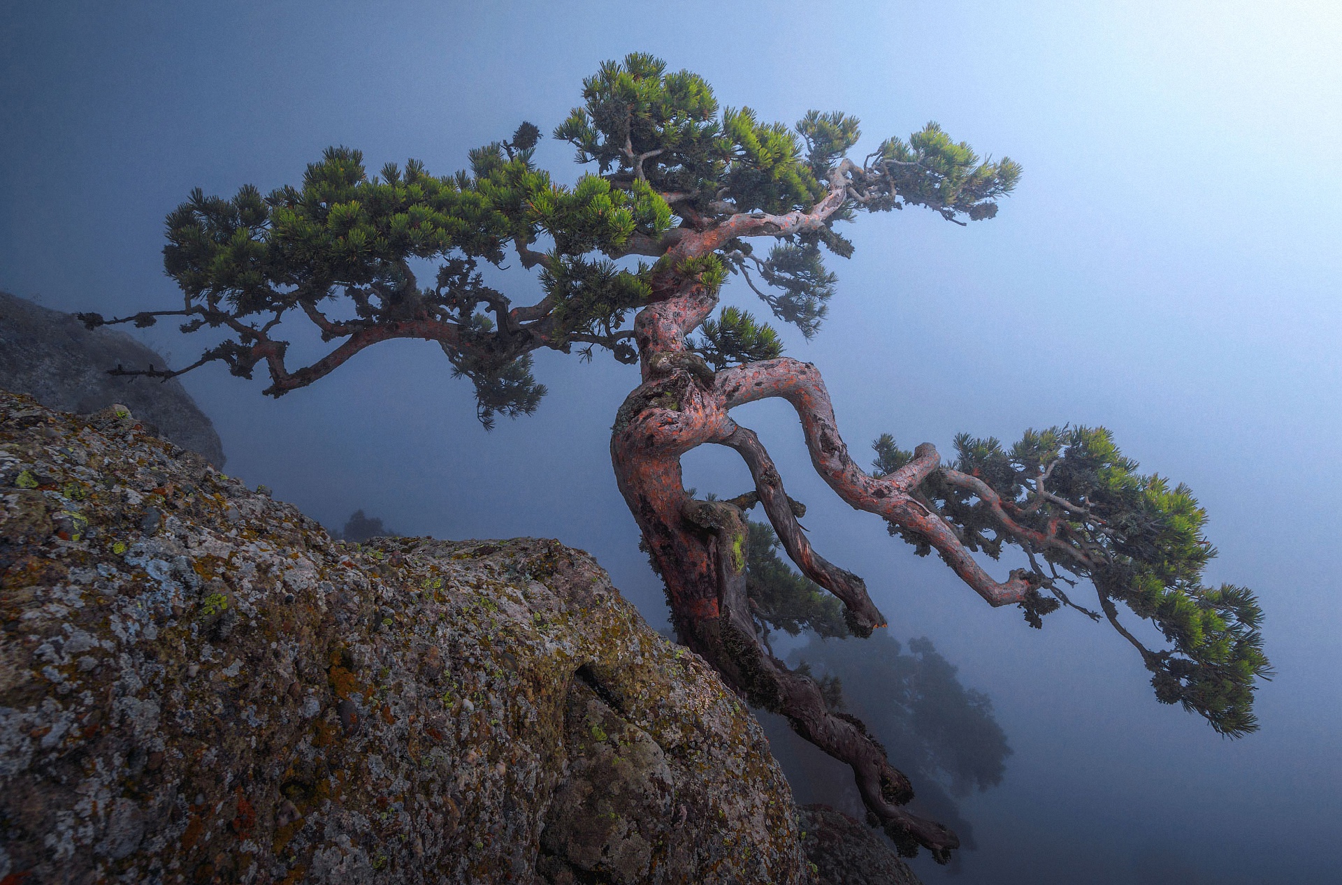 деревья у черного моря