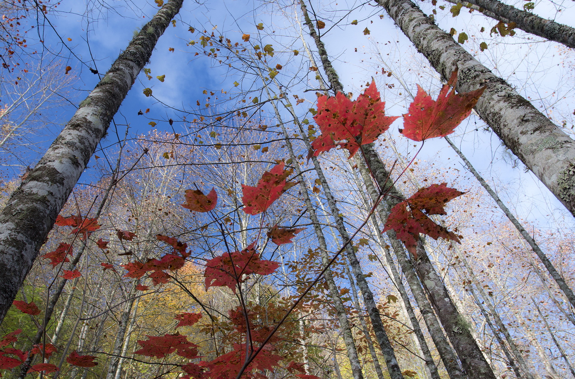 Облетевшей березке. Поздняя осень. Дерево с облетающей листвой. Поздняя осень листья. Поздняя осень в лесу.