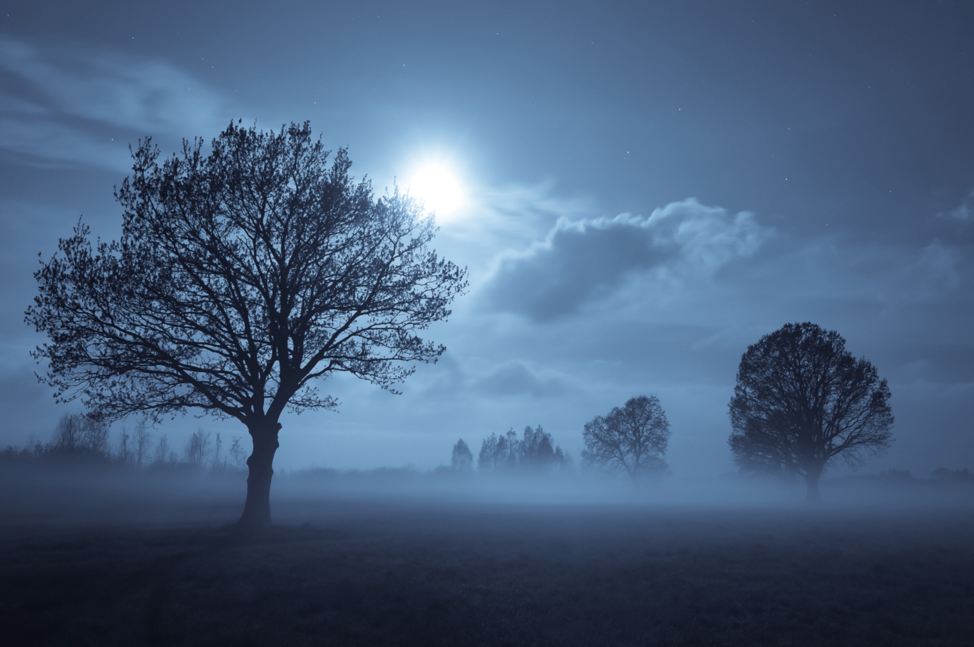 Седая ночь полностью. Дерево ночью. Луна в тумане. Ночной пейзаж с деревьями. Луна и дерево.