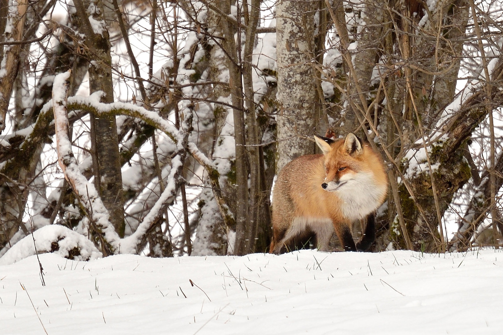 Tree fox. Fox by the Tree in Winter.