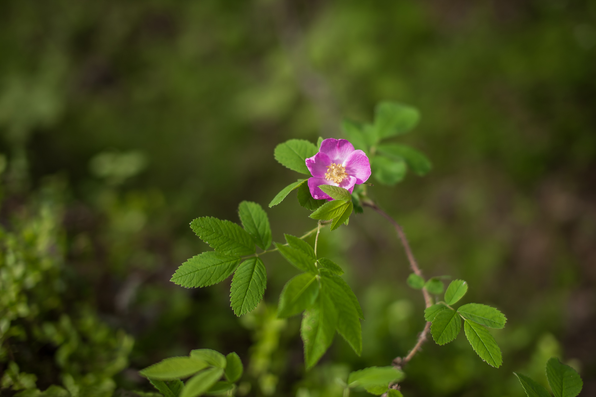 Клевер шиповник. Шиповник в Карелии. Шиповник Беггера. Шиповник nature ester. Шиповник иглистый плоды.